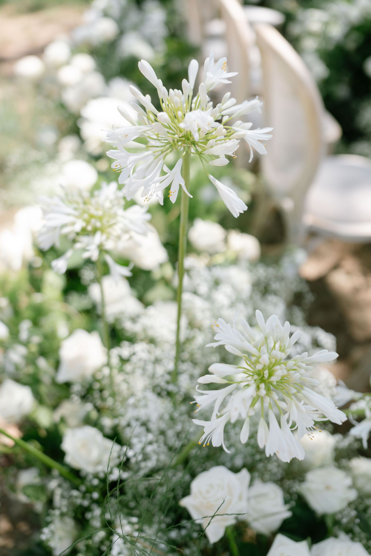 Close-up of delicate white flowers with soft petals in natural lighting.