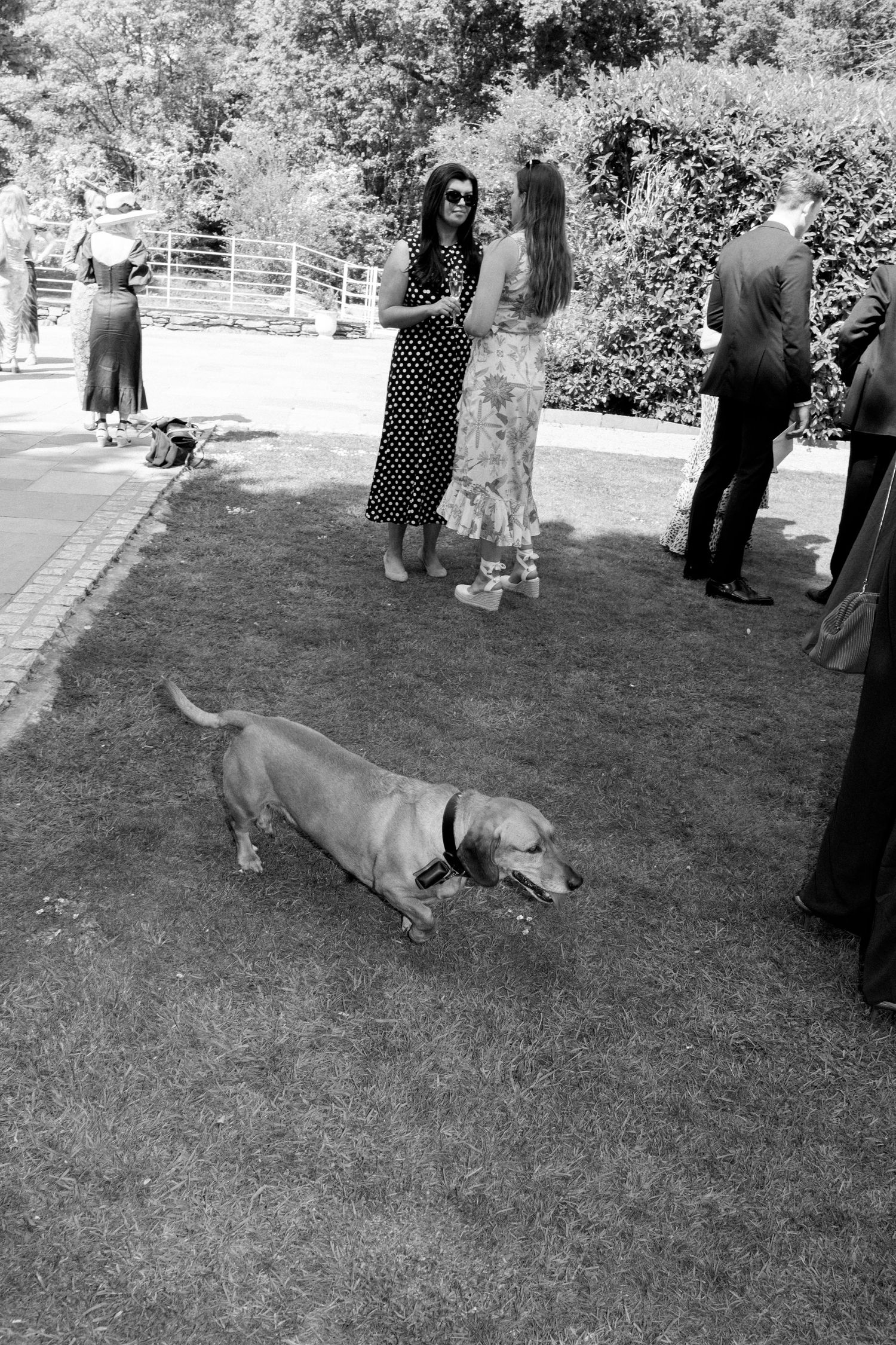 Black and white photo of wedding guests mingling on lawn while dog explores in foreground.