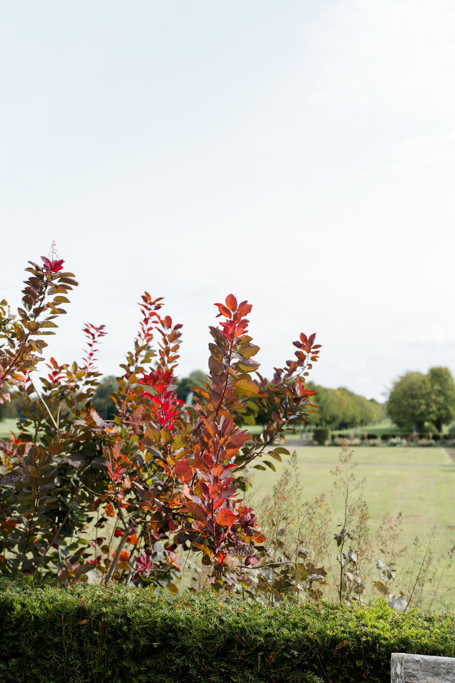 Vibrant red and orange autumn foliage shrub in a formal English country garden landscape on a clear day.