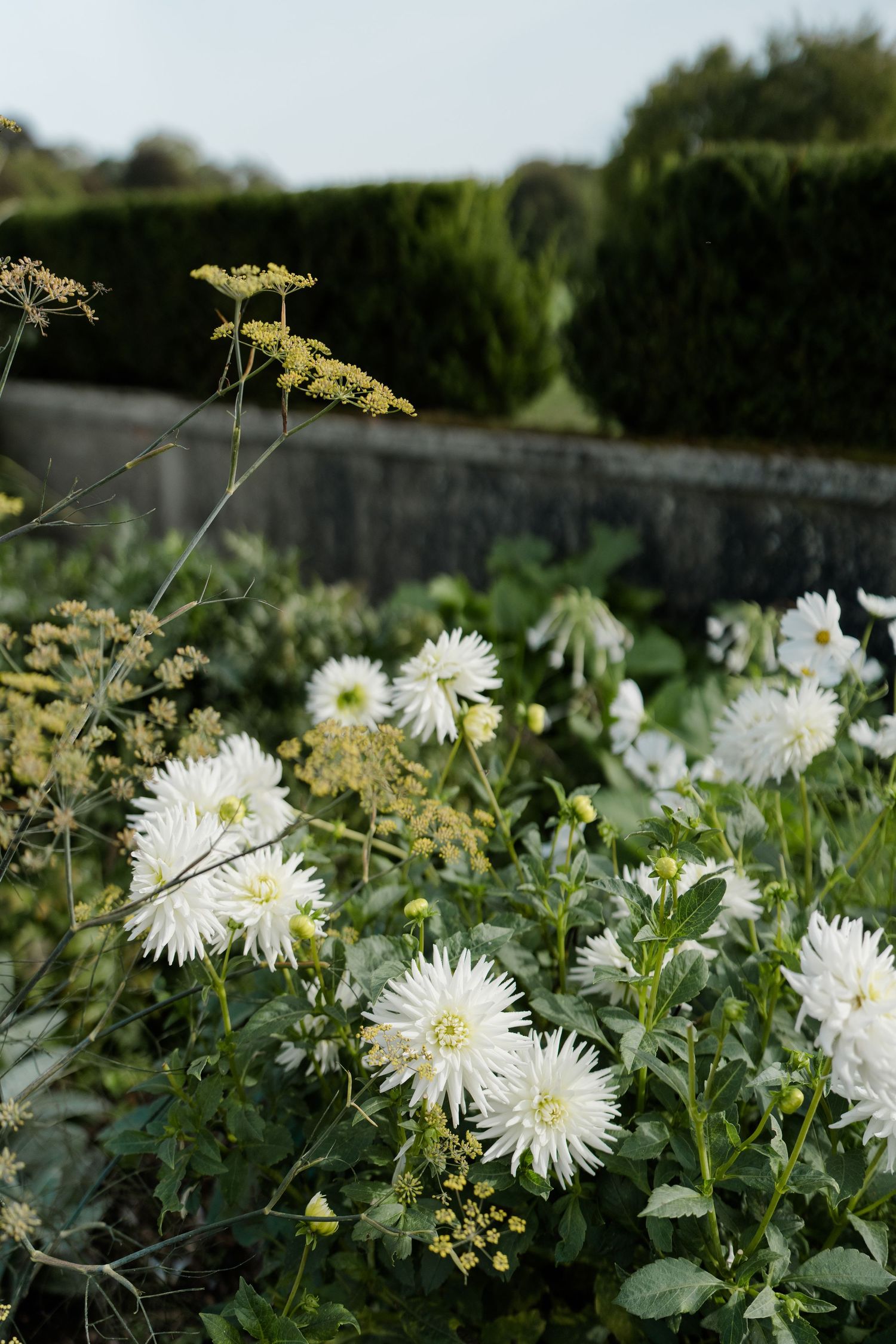 White dahlia flowers bloom in a lush garden border with clipped hedges in the background.