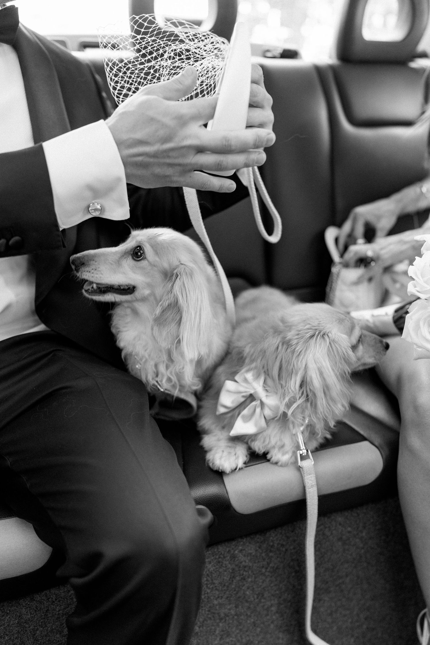 Long-haired dachshund in bow sitting on car seat beside groom in tuxedo.