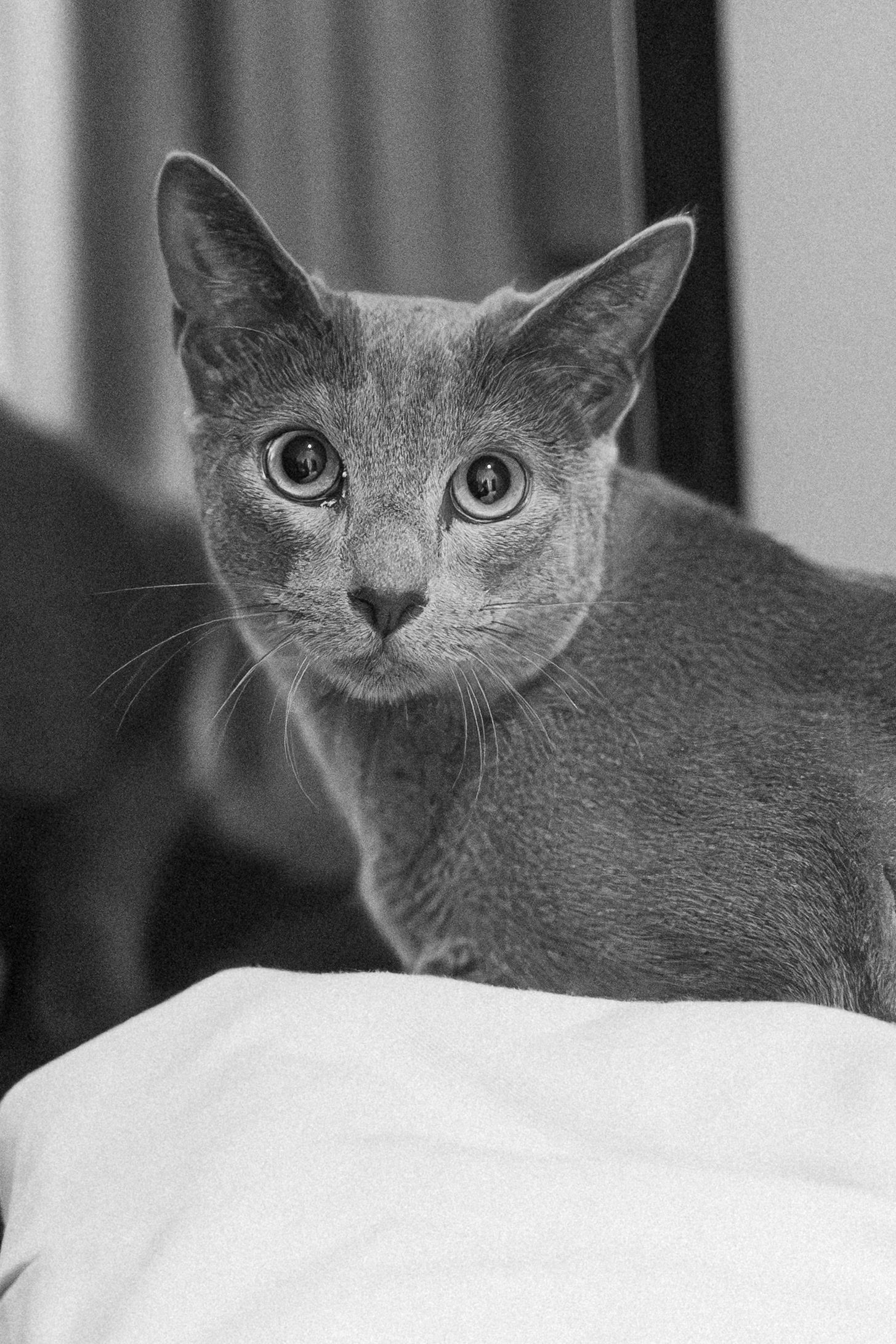 Black and white photo of an alert Russian Blue cat with wide eyes perched on a white surface.