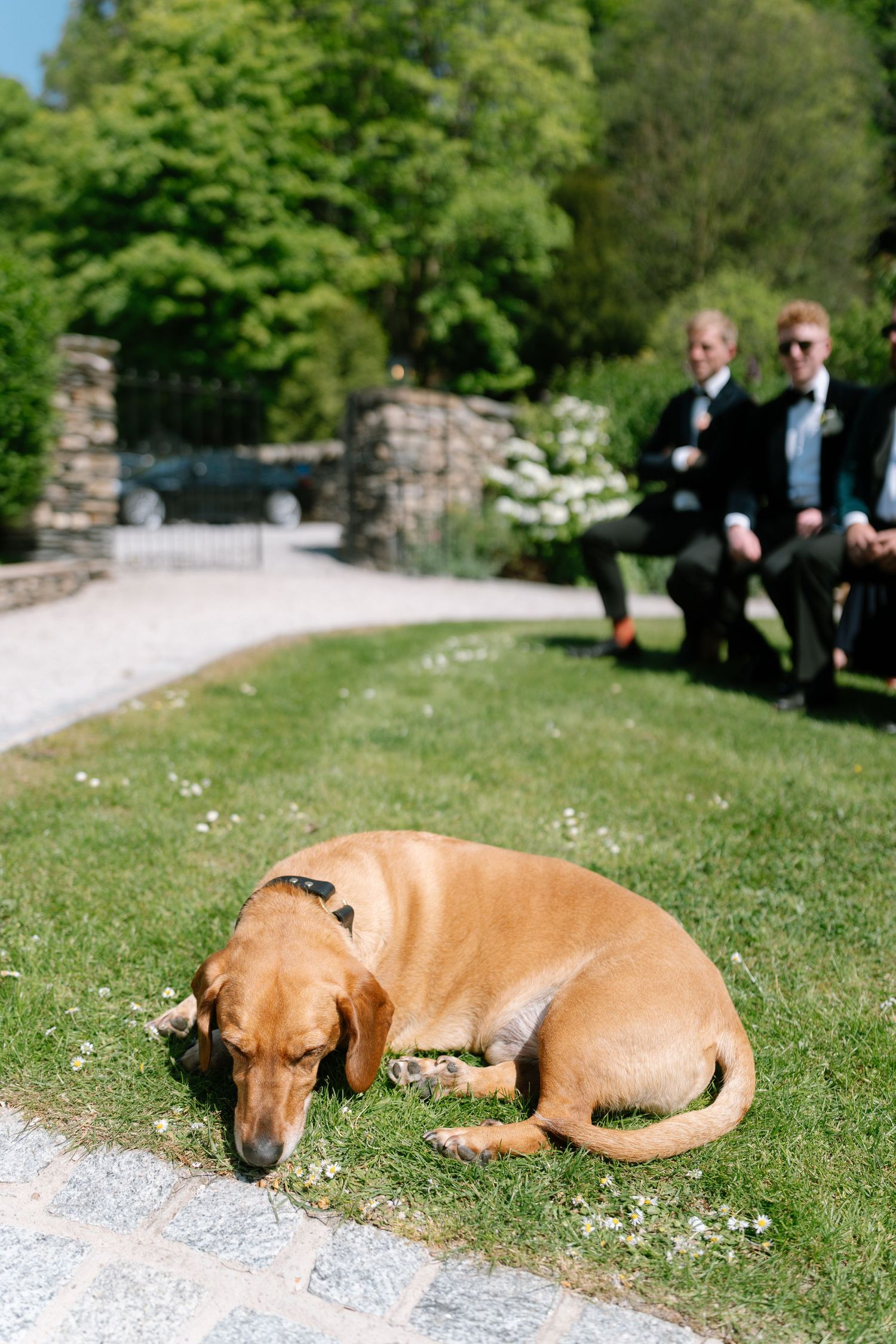 A brown dog rests peacefully on a gravel path during wedding festivities.