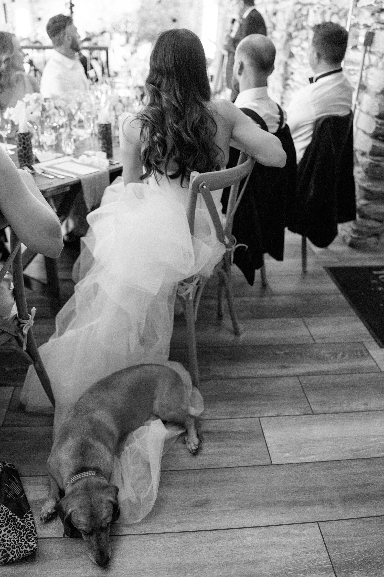 Dog resting on hardwood floor beside flowing white dress during wedding event.