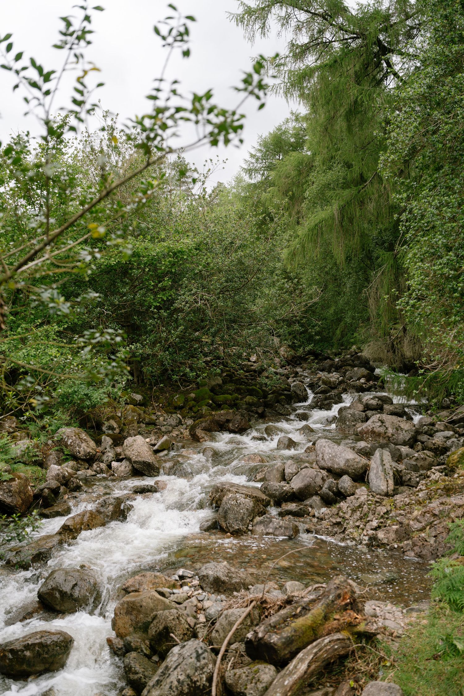 A rocky mountain stream flows through lush green vegetation with white rushing water cascading over stones.