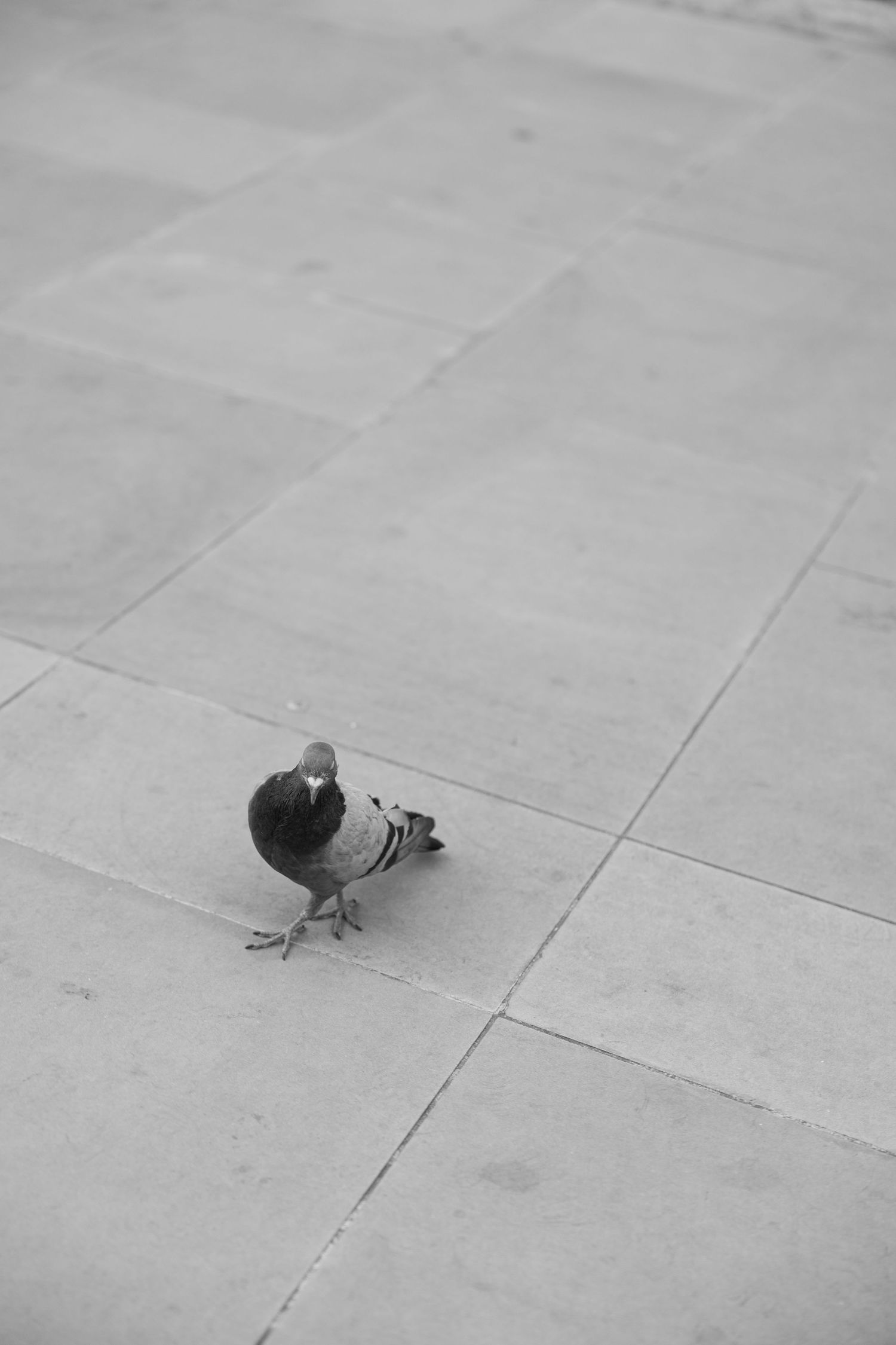 Black and white photo series of pigeons walking on stone pavement.