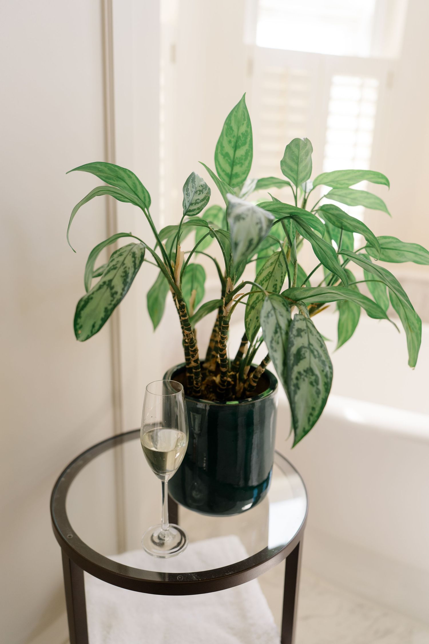 Tropical green houseplant in dark pot on glass side table with champagne flute in bright room.