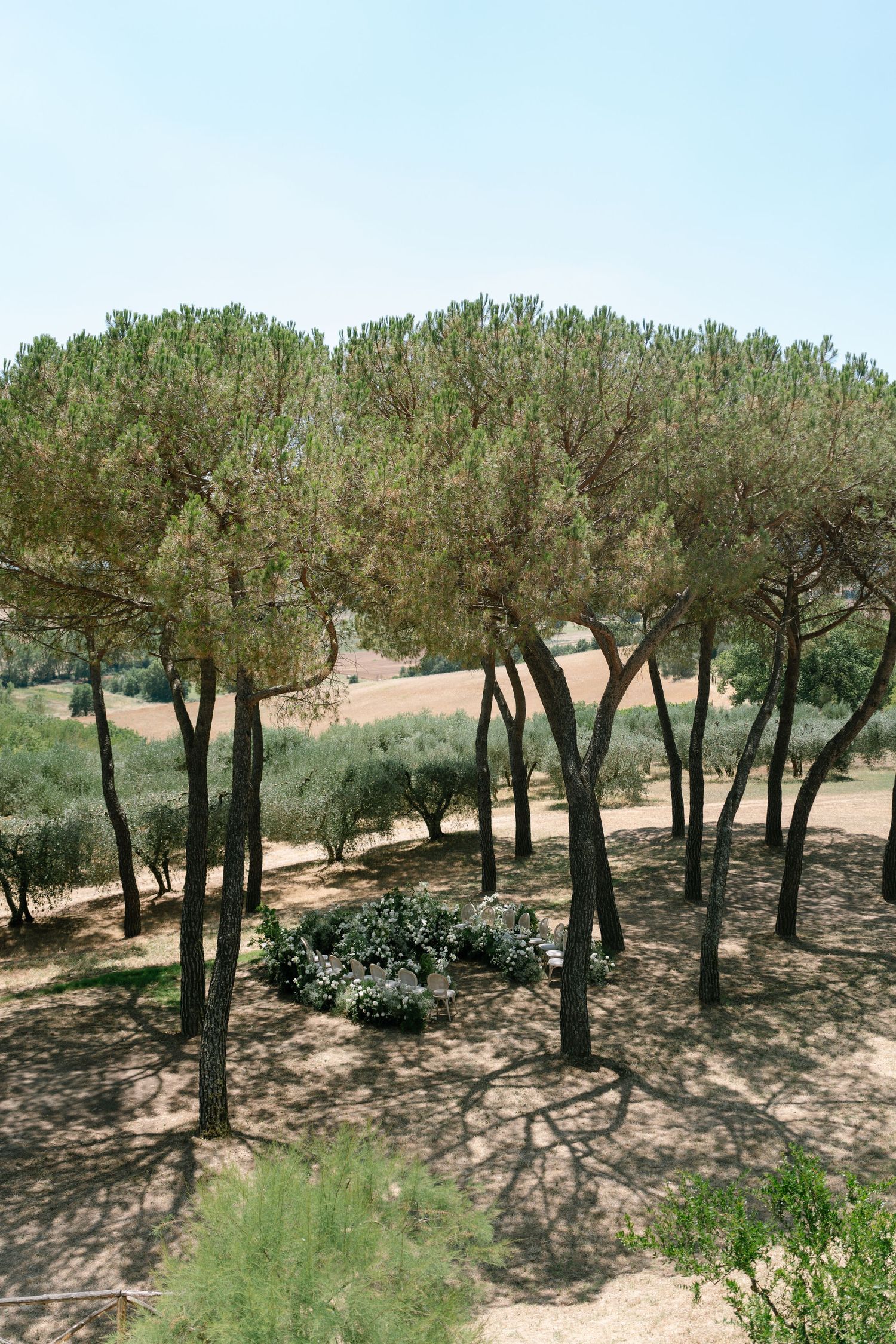Pine trees casting shadows over a rustic Mediterranean landscape.