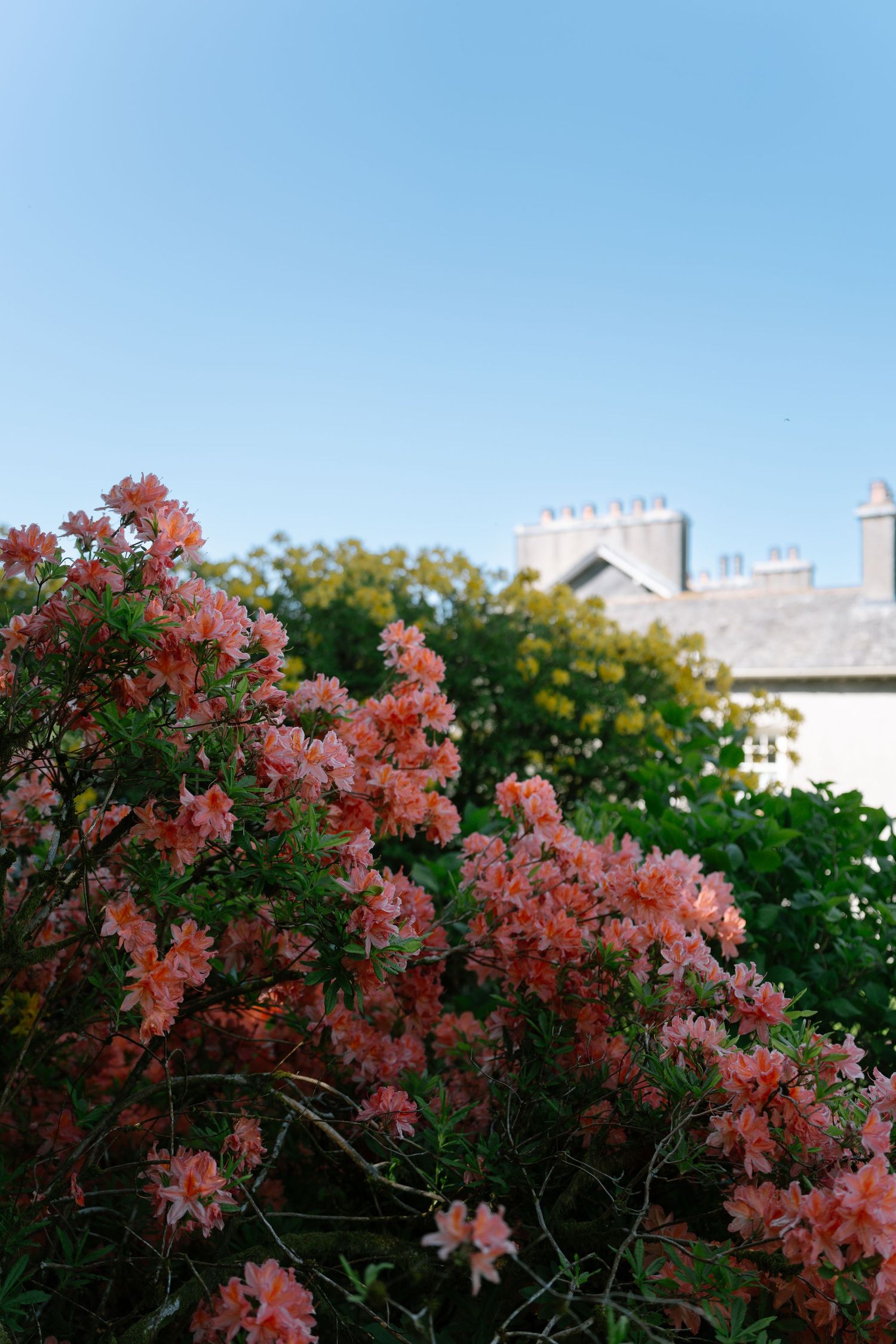 Pink flowering trees blooming against blue sky in spring.