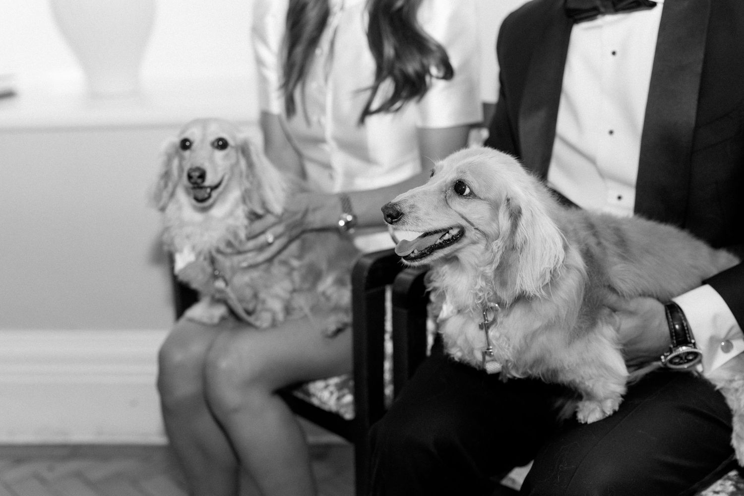 Two golden cocker spaniels sitting with bride and groom in black and white photo.