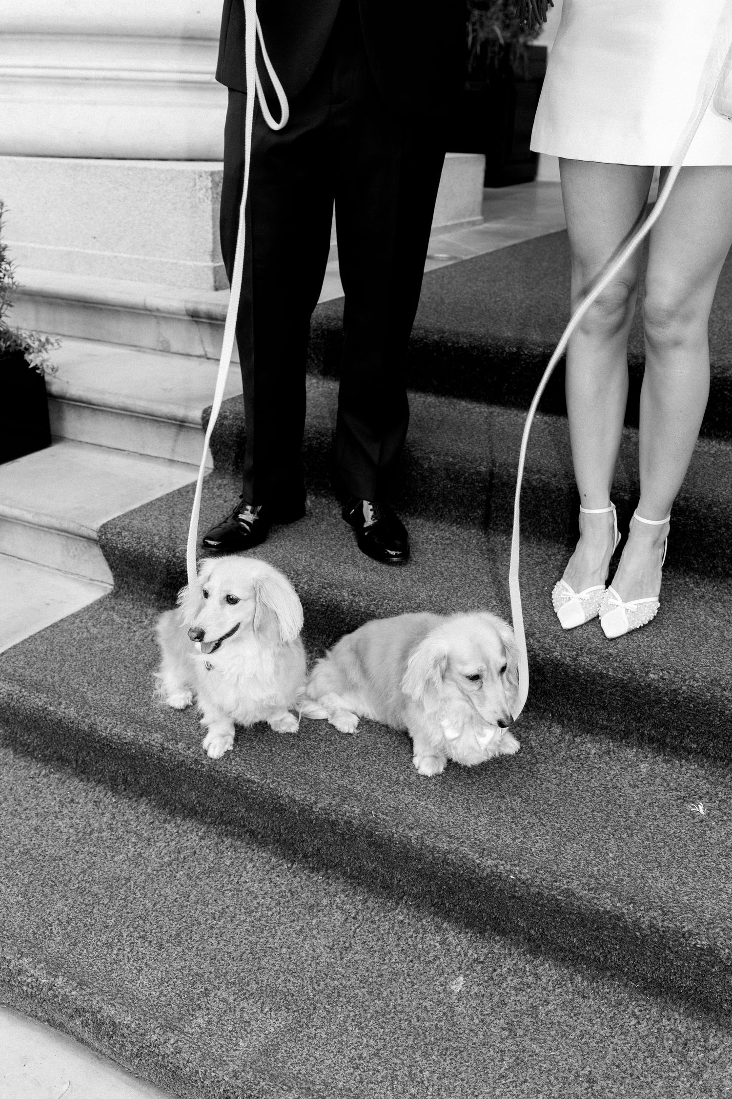 Black and white photo of a bride and groom holding leashes with two dachshunds on wedding steps.