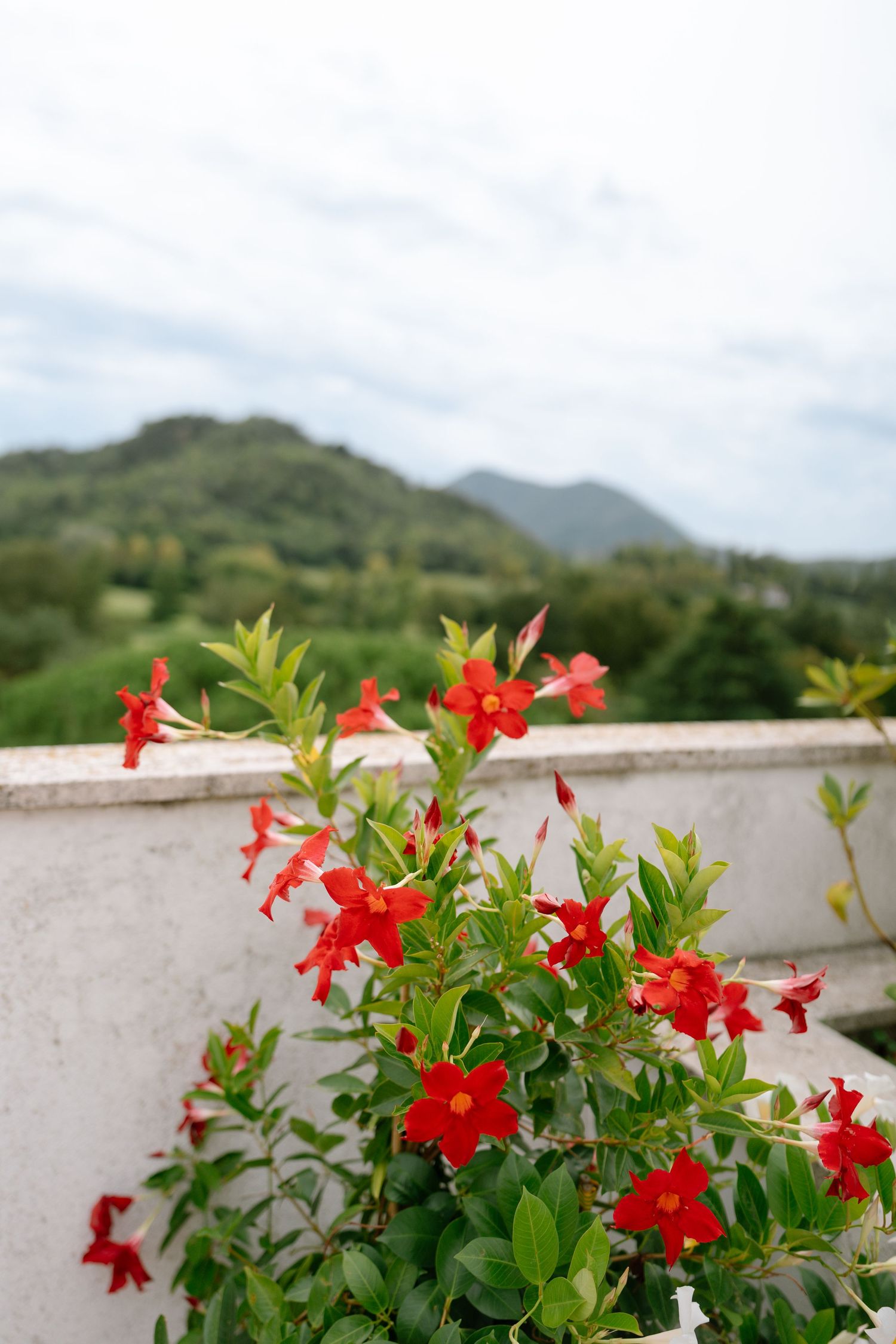 Red flowers blooming on balcony with mountain landscape in background.