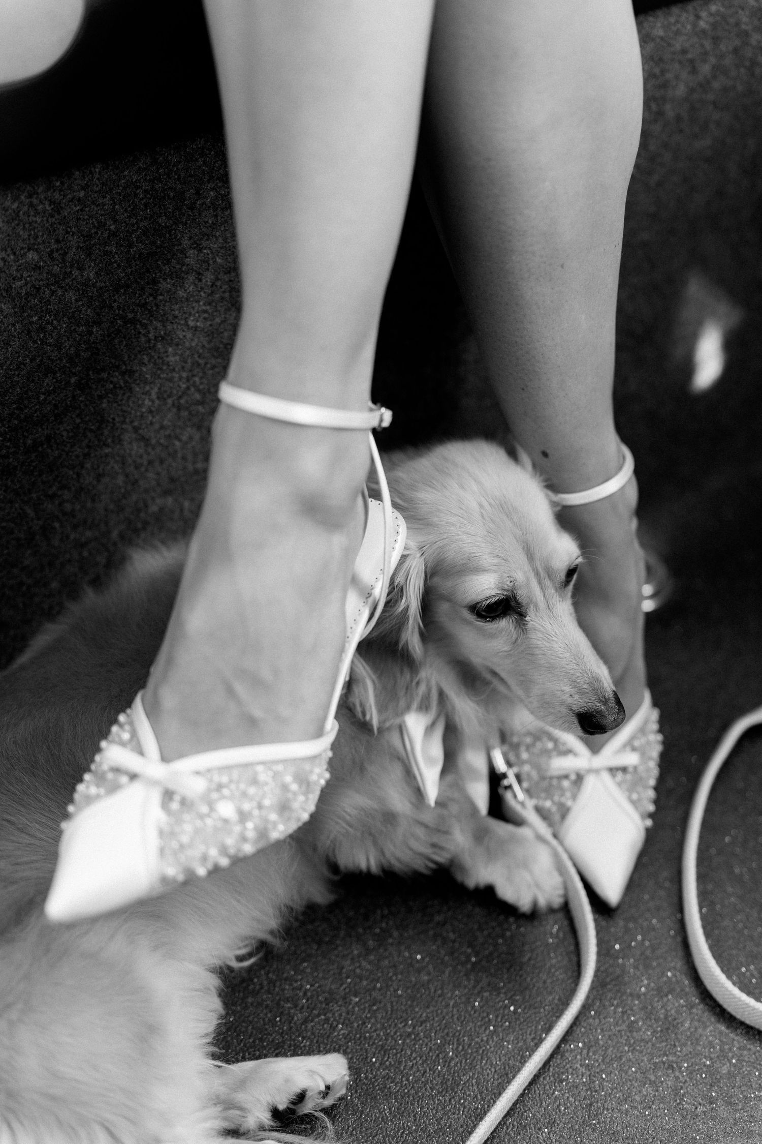 Black and white close-up of bride's embellished heels with a dachshund puppy between her feet.