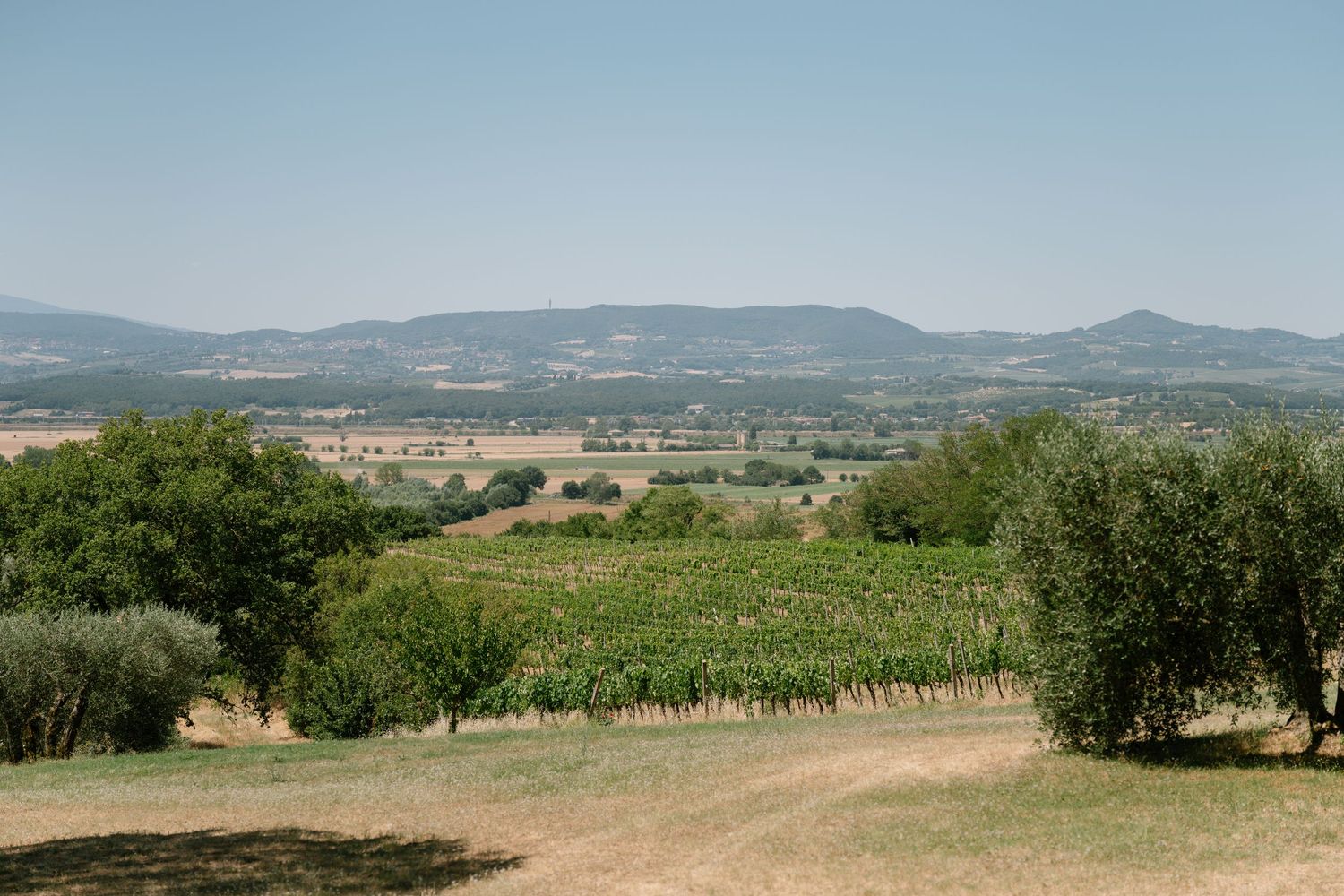 Rolling hills and vineyards stretch across a scenic Tuscan countryside with olive trees in the foreground.