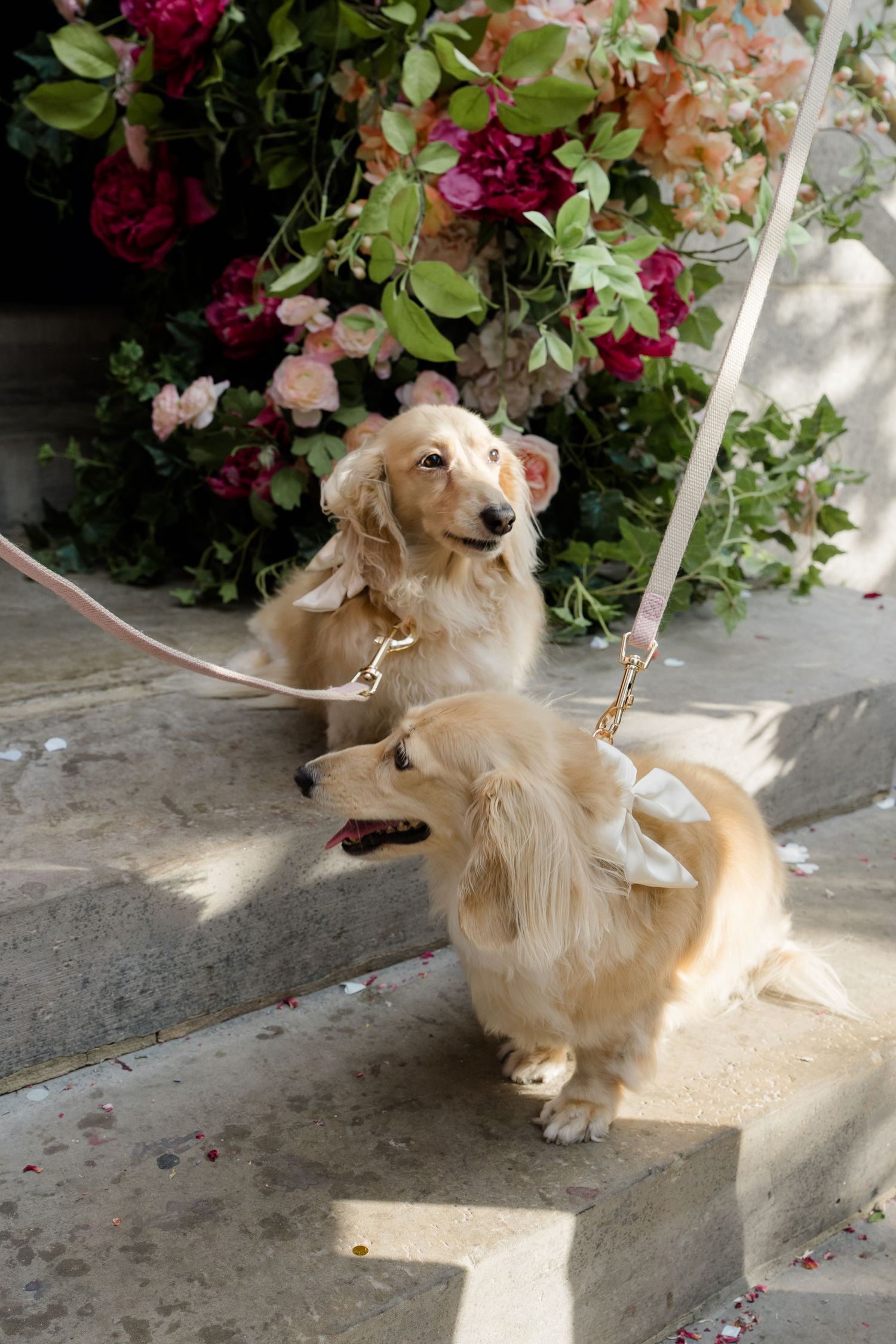 Two long-haired dachshunds in wedding attire sitting on steps beside floral arrangements.