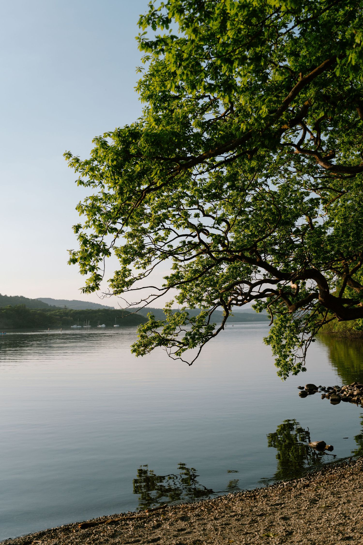 Serene lakeside landscape with overhanging tree branches and calm waters.