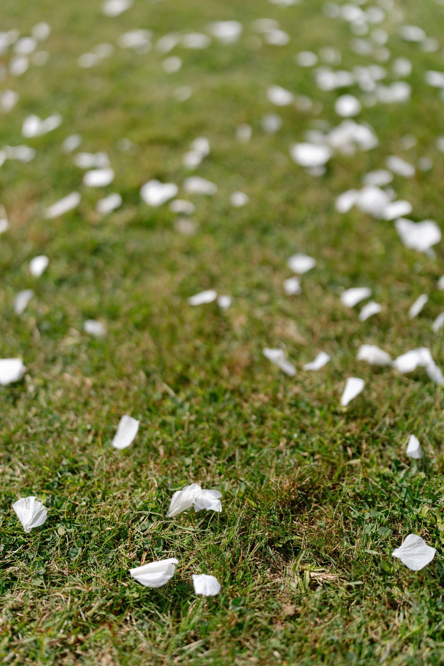 White flower petals scattered across green grass in a garden setting.