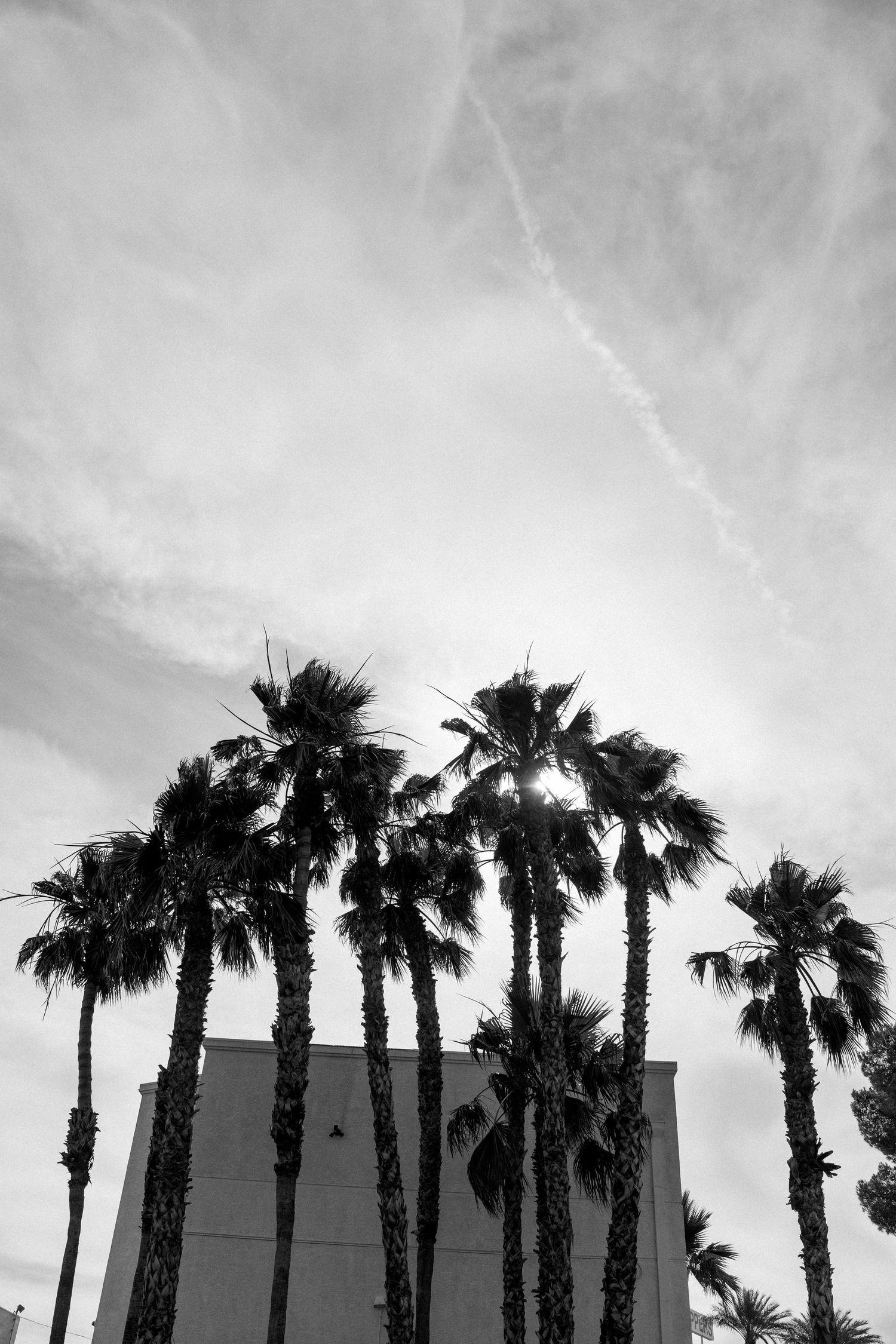 Silhouettes of palm trees against a dramatic sky in black and white.