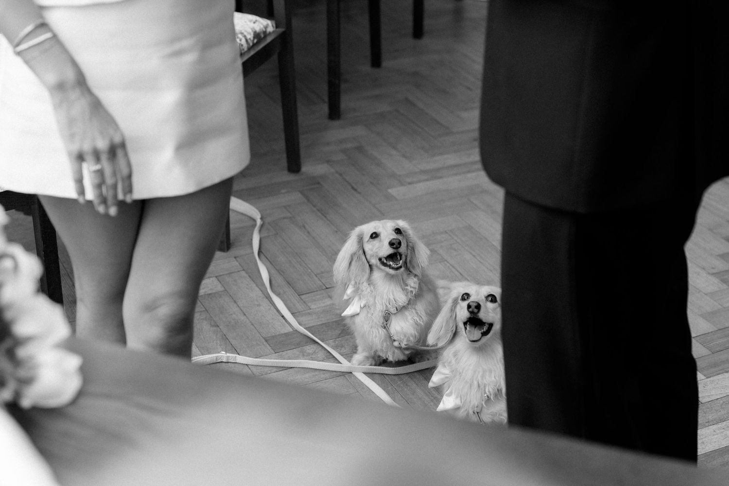 Two happy corgis sit on herringbone floor during a wedding ceremony.