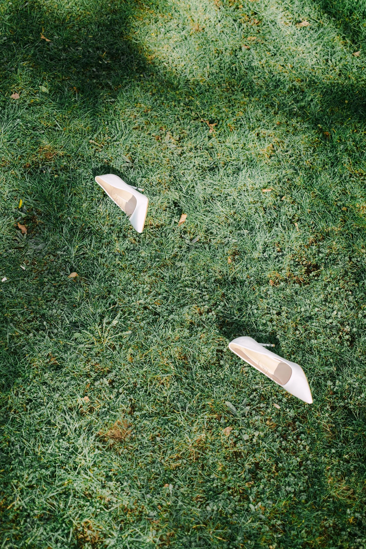 A sequence of four green grassy lawn images showing white mushrooms emerging from the ground in different stages of growth.