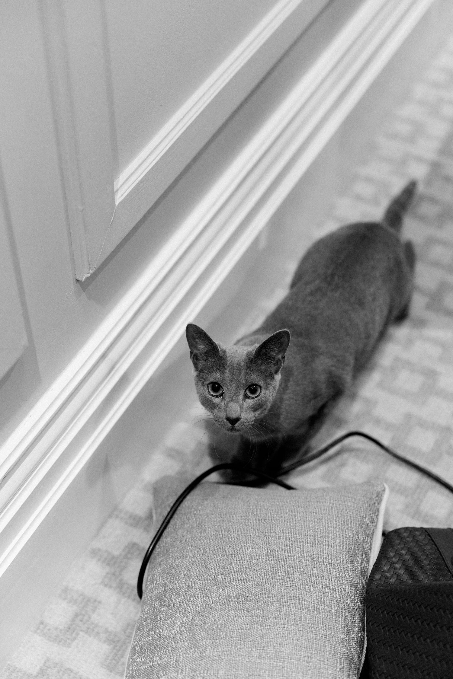 A grey Russian Blue cat walks along a white baseboard in a black and white interior photo.