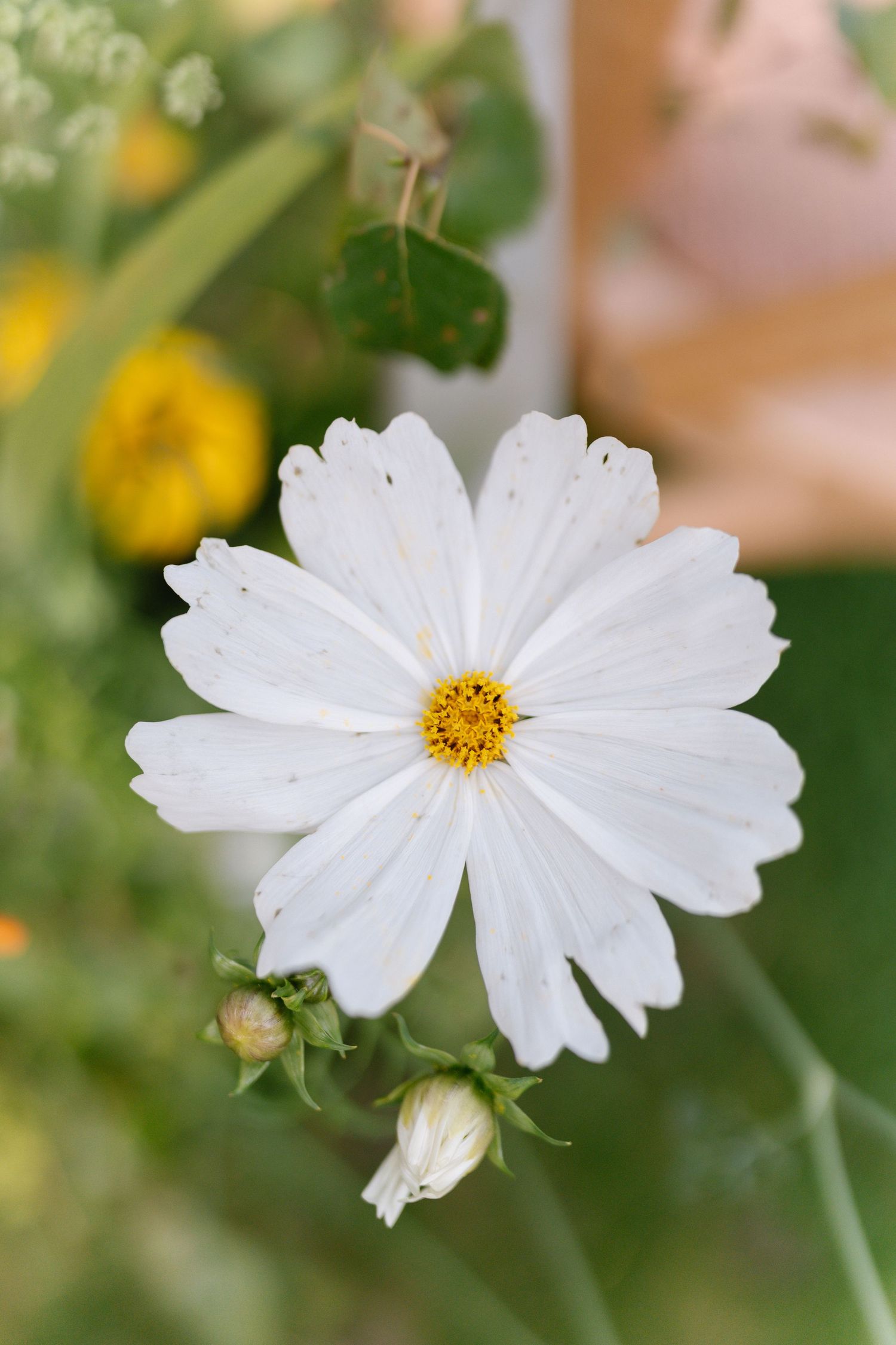 Close-up of a white cosmos flower with delicate petals in full bloom.