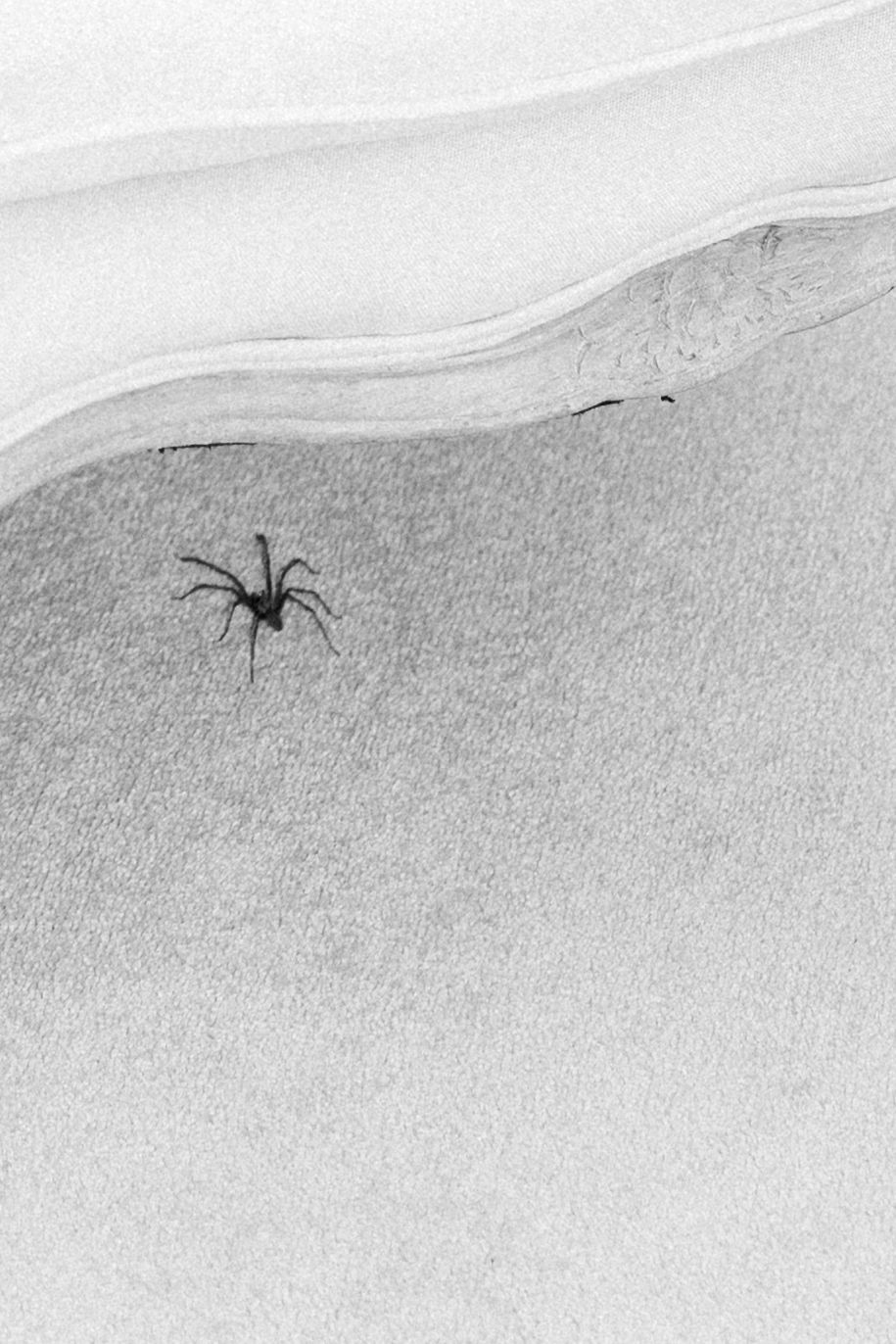 Spider crawling across white textured surface in black and white photography.