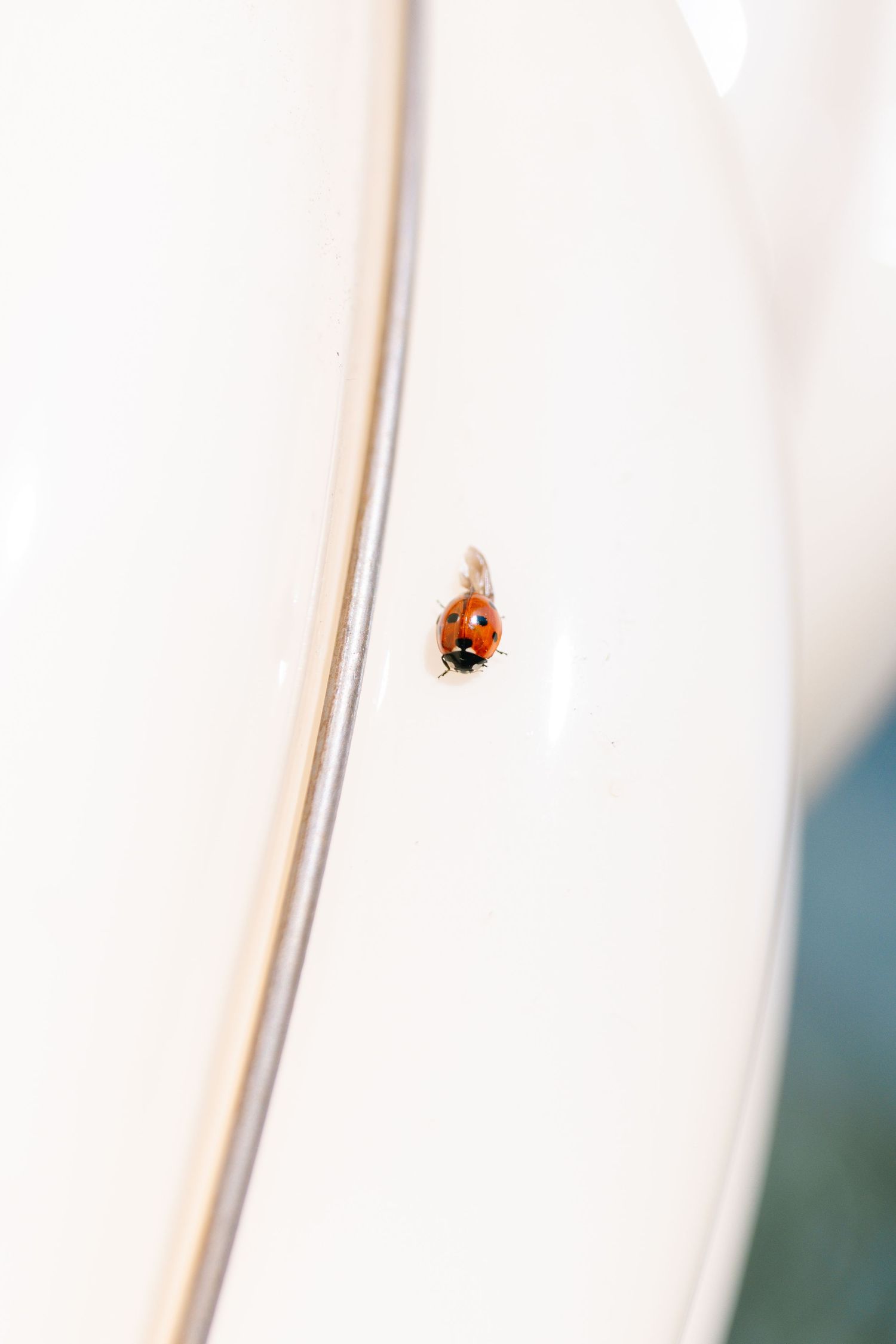 Close-up of a ladybug on a white surface in soft natural light.