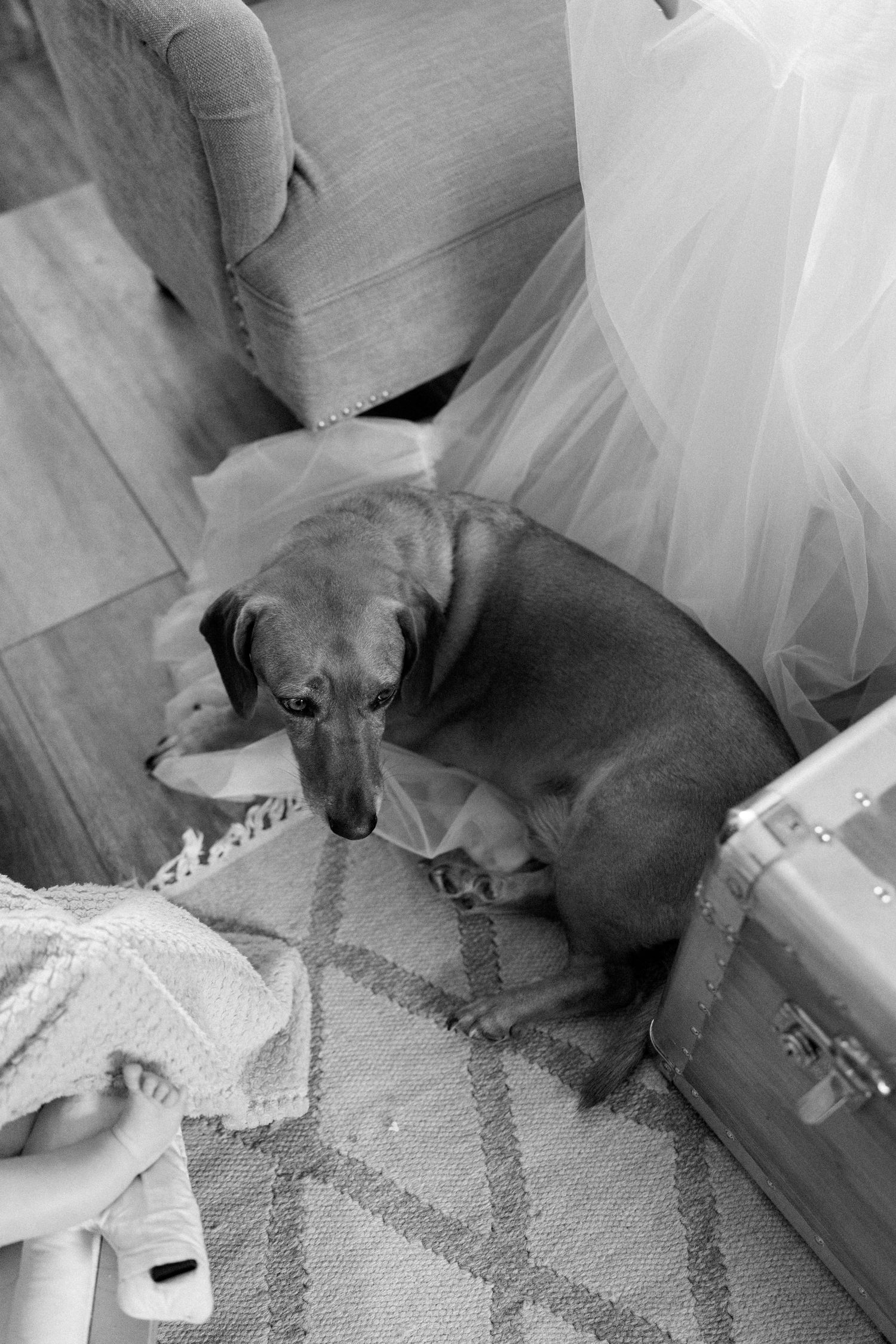 Black and white photo of a small dog resting on a patterned carpet.