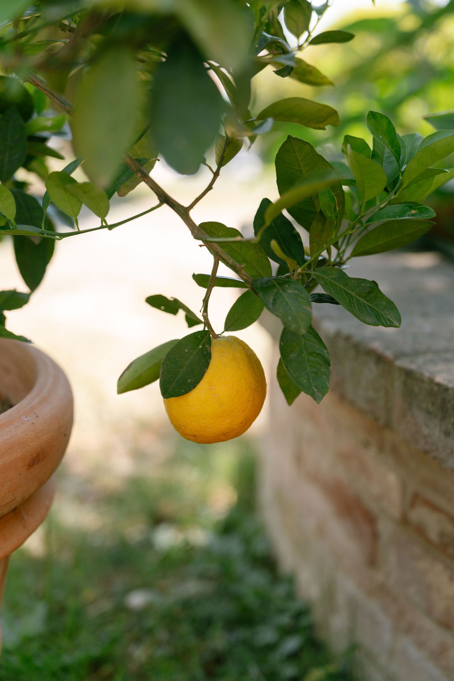 Fresh ripe oranges growing on tree branches with green leaves against a blurred garden background.