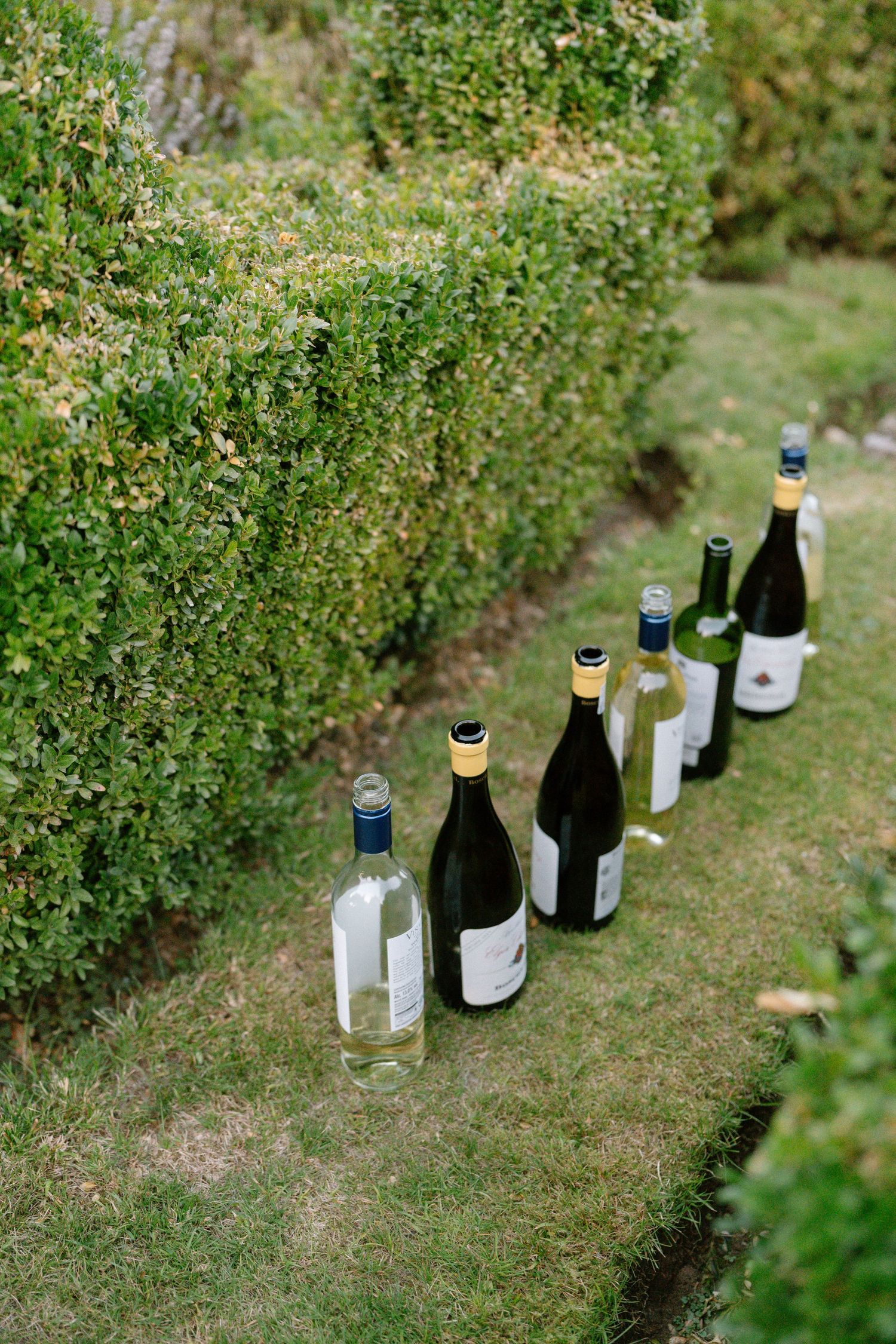 Line of wine and champagne bottles arranged along garden hedge.