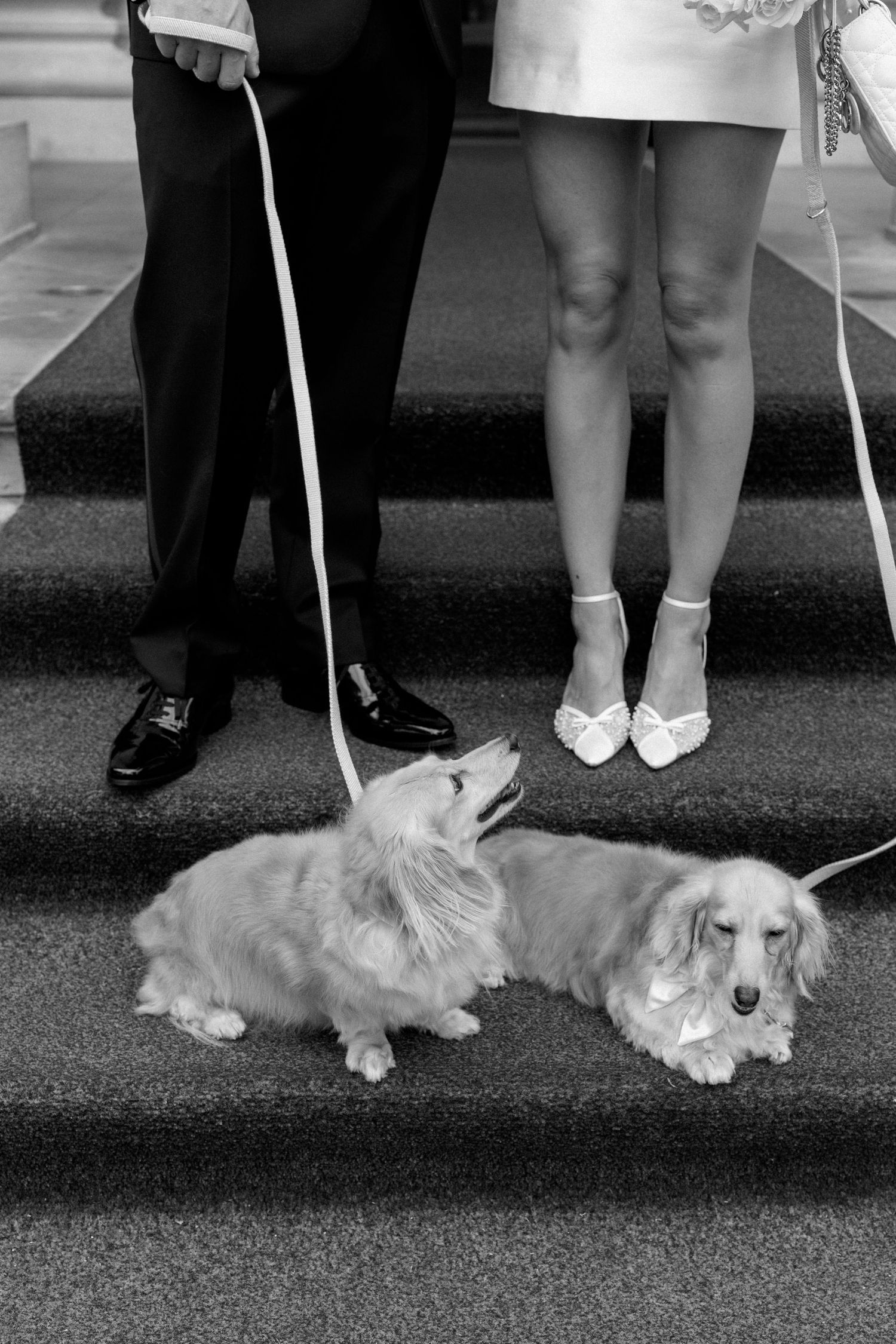 Black and white close-up of two long-haired dachshunds sitting on steps between bride and groom's feet.