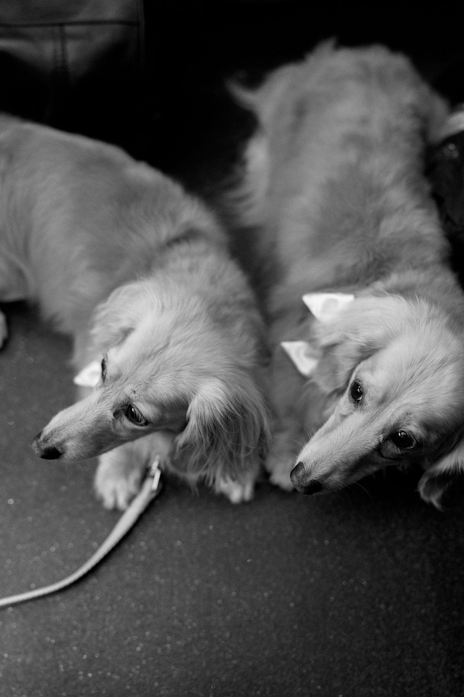Black and white close-up portrait of two fluffy long-haired dachshund dogs lying side by side.