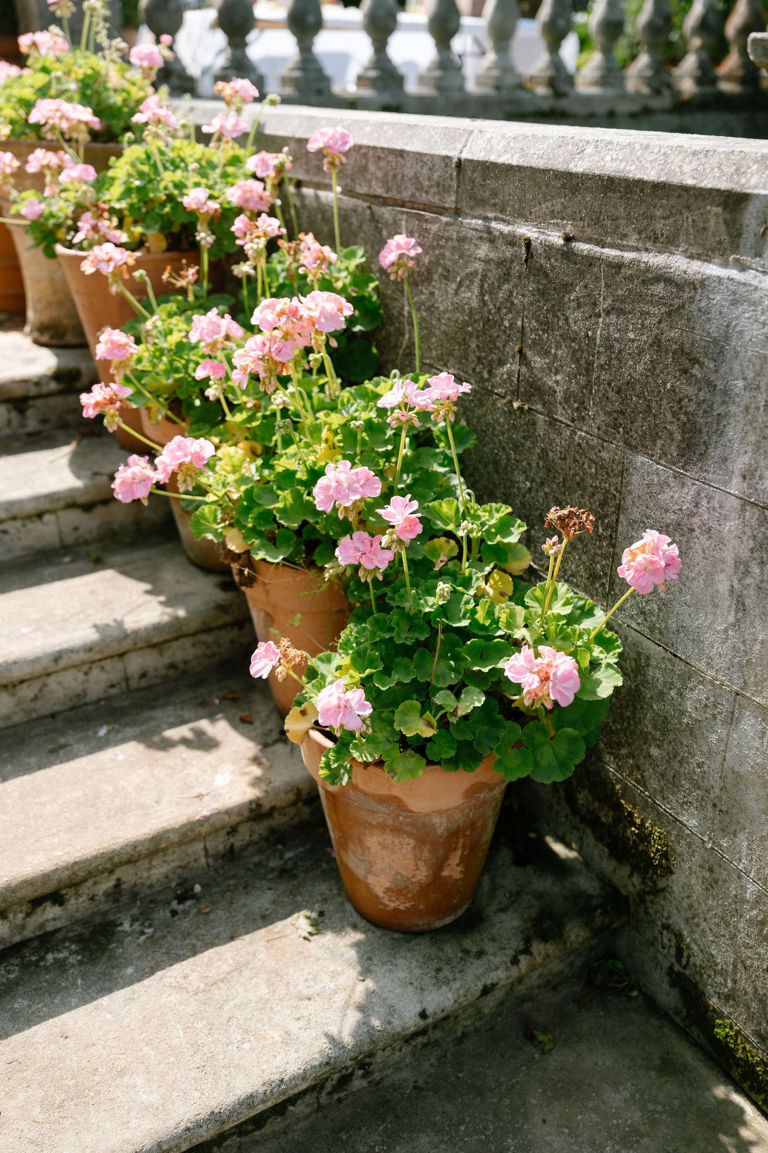 Pink geraniums in terracotta pots arranged along stone garden steps.