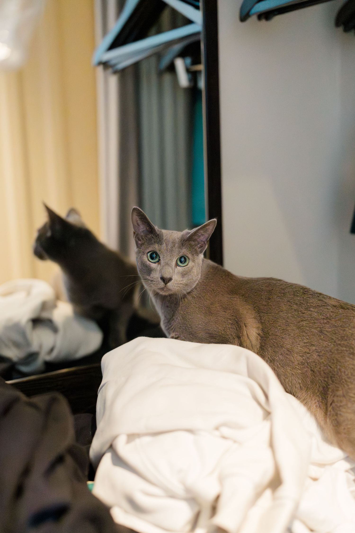Gray Russian Blue cat with green eyes sitting on white fabric in a wardrobe closet.