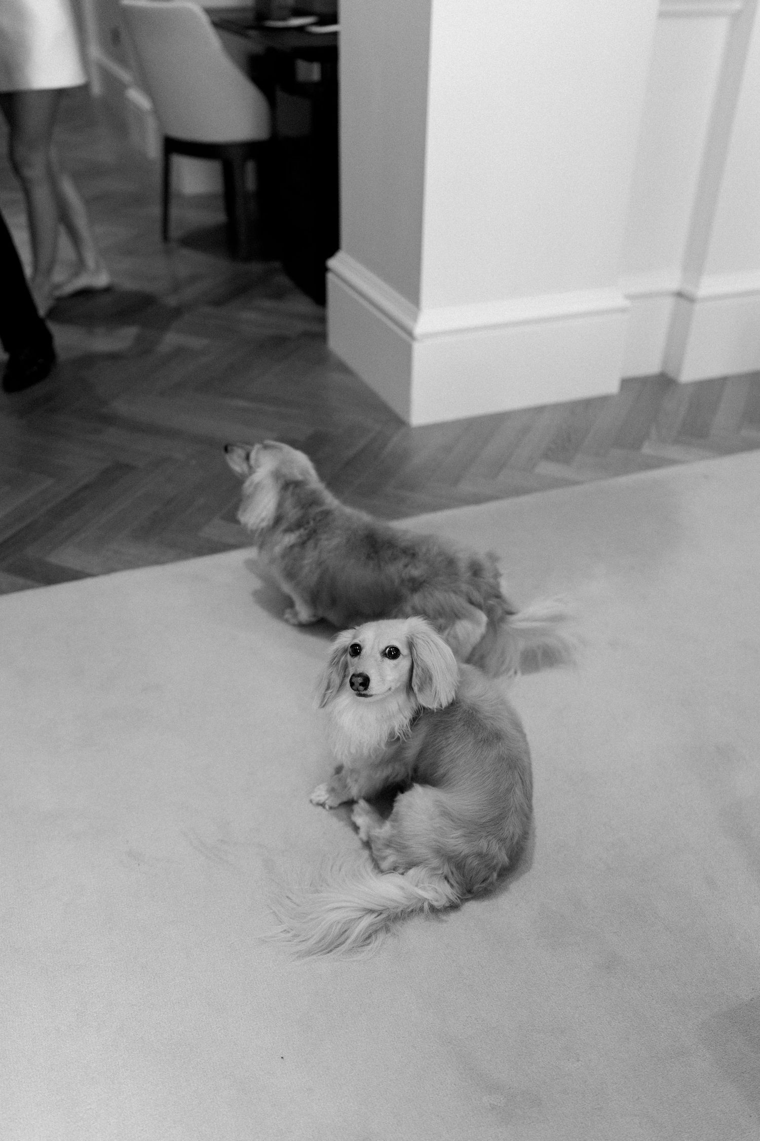 Two long-haired dachshunds resting on a light floor in an elegant interior, captured in black and white photography.