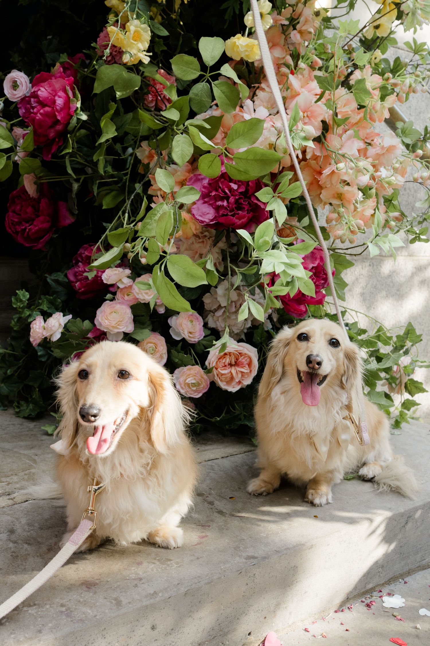 Two cream dachshunds sit on stone steps surrounded by lush floral arrangements of pink, peach, and red roses.