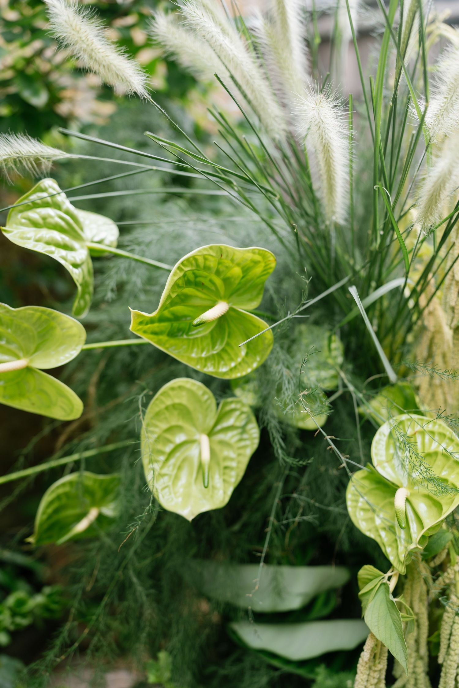Close-up of green anthurium leaves and white feathery flowers in a tropical arrangement.