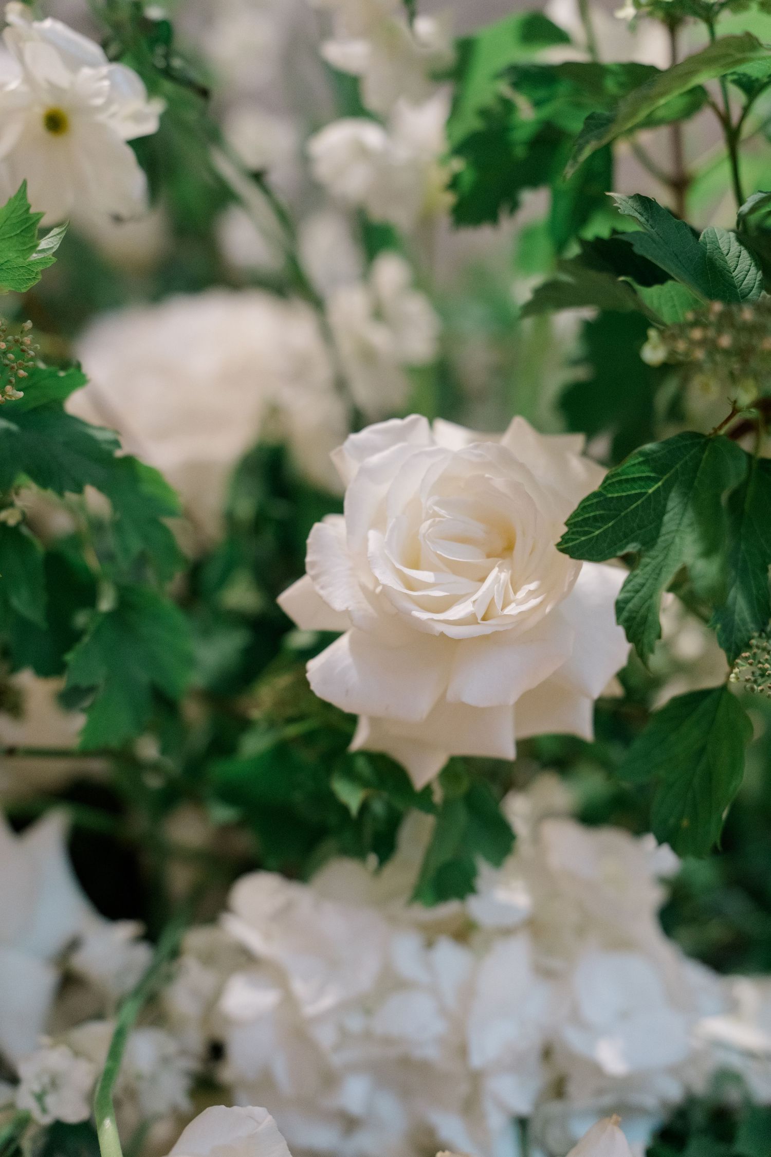 A pristine white rose in full bloom surrounded by lush green foliage in an elegant floral arrangement.