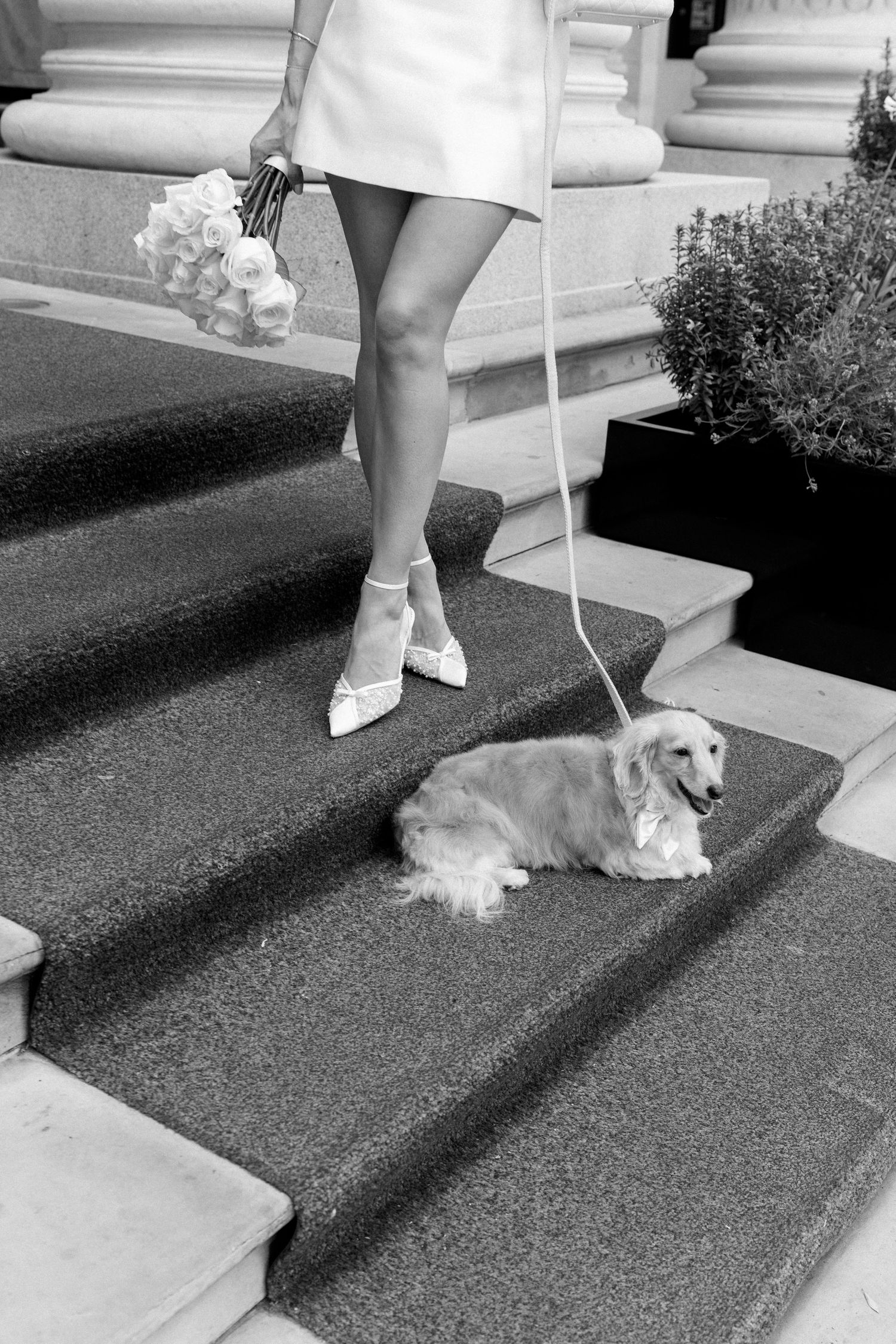 Bride in white mini dress and heels holding bouquet on steps with a leashed dachshund in black and white photo.