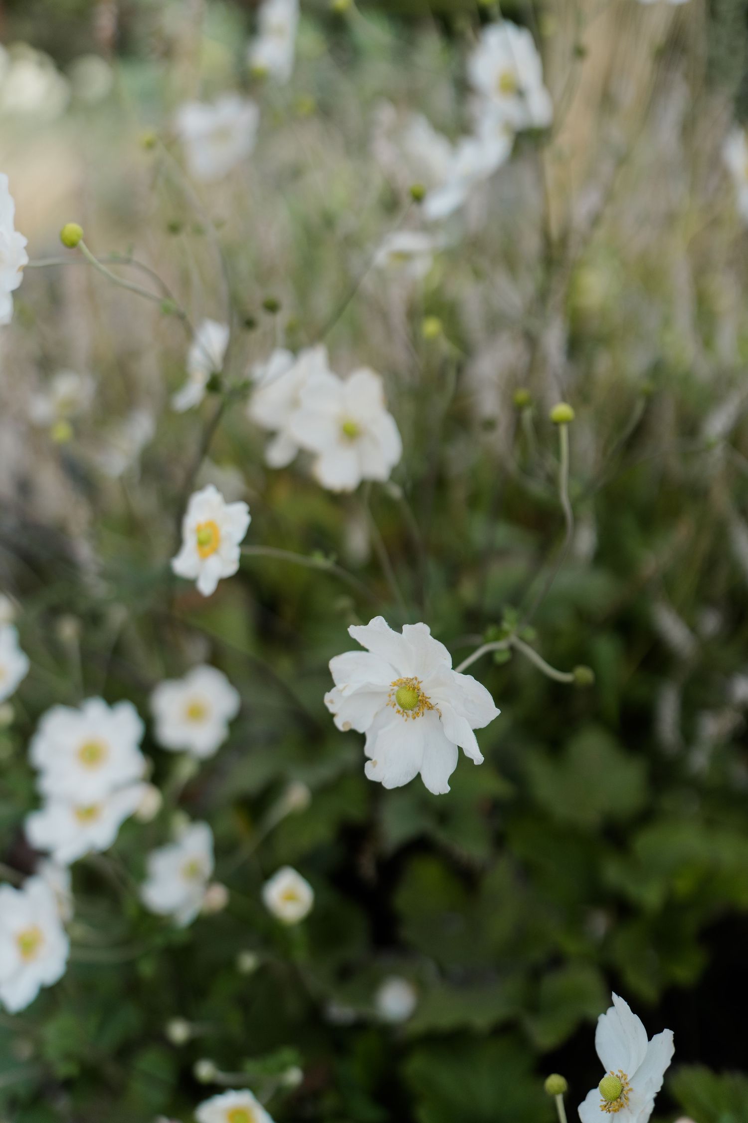 White anemone flowers with yellow centers bloom among green foliage in a soft-focus garden setting.