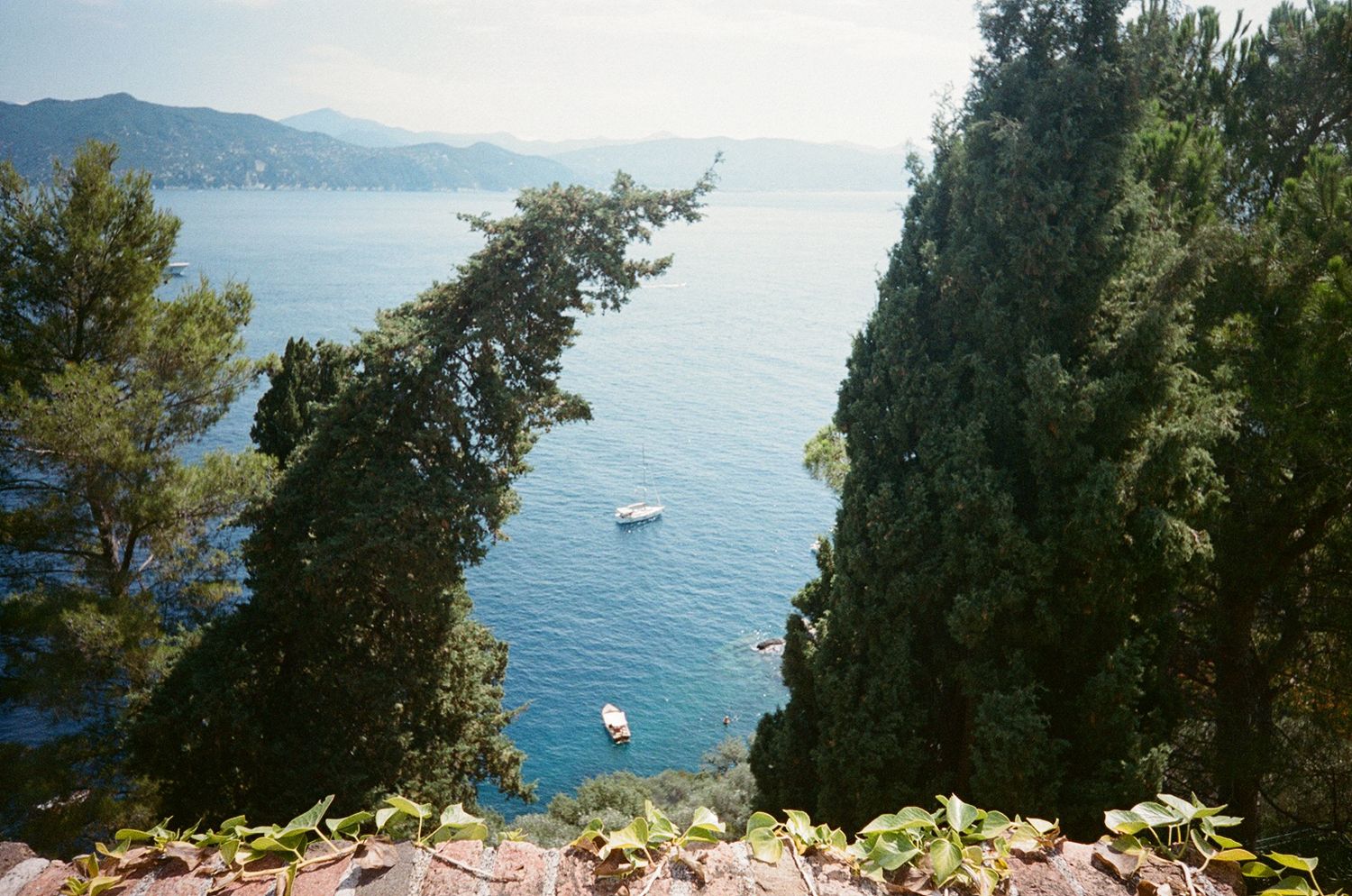 Aerial view of turquoise Mediterranean sea through tall cypress trees in Portofino, Italy, with a white boat below.
