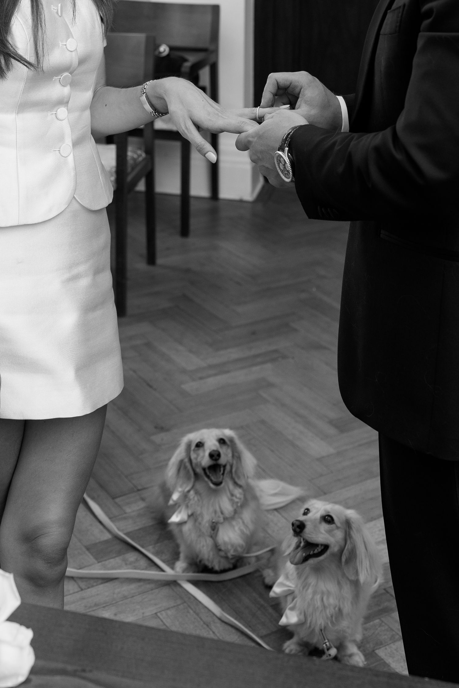 Bride and groom exchange rings during intimate ceremony as two fluffy dogs sit at their feet.