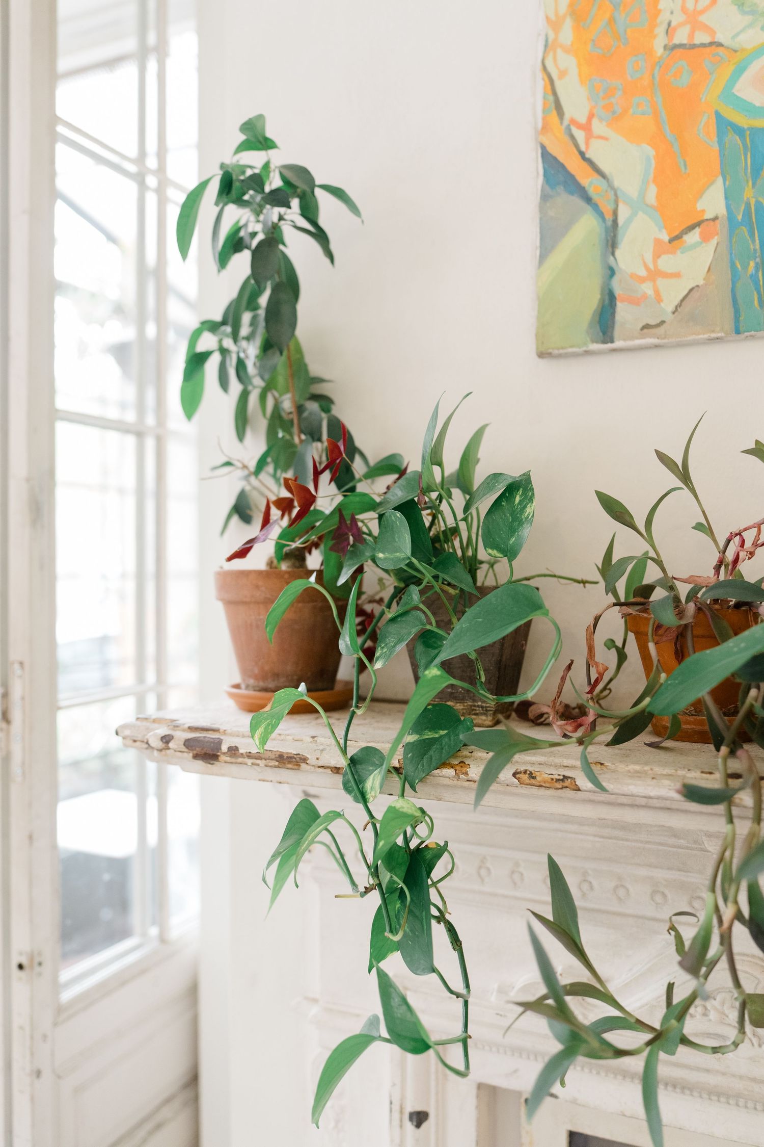 Lush green potted plants arranged on a white ornate fireplace mantel beside a colorful abstract painting.