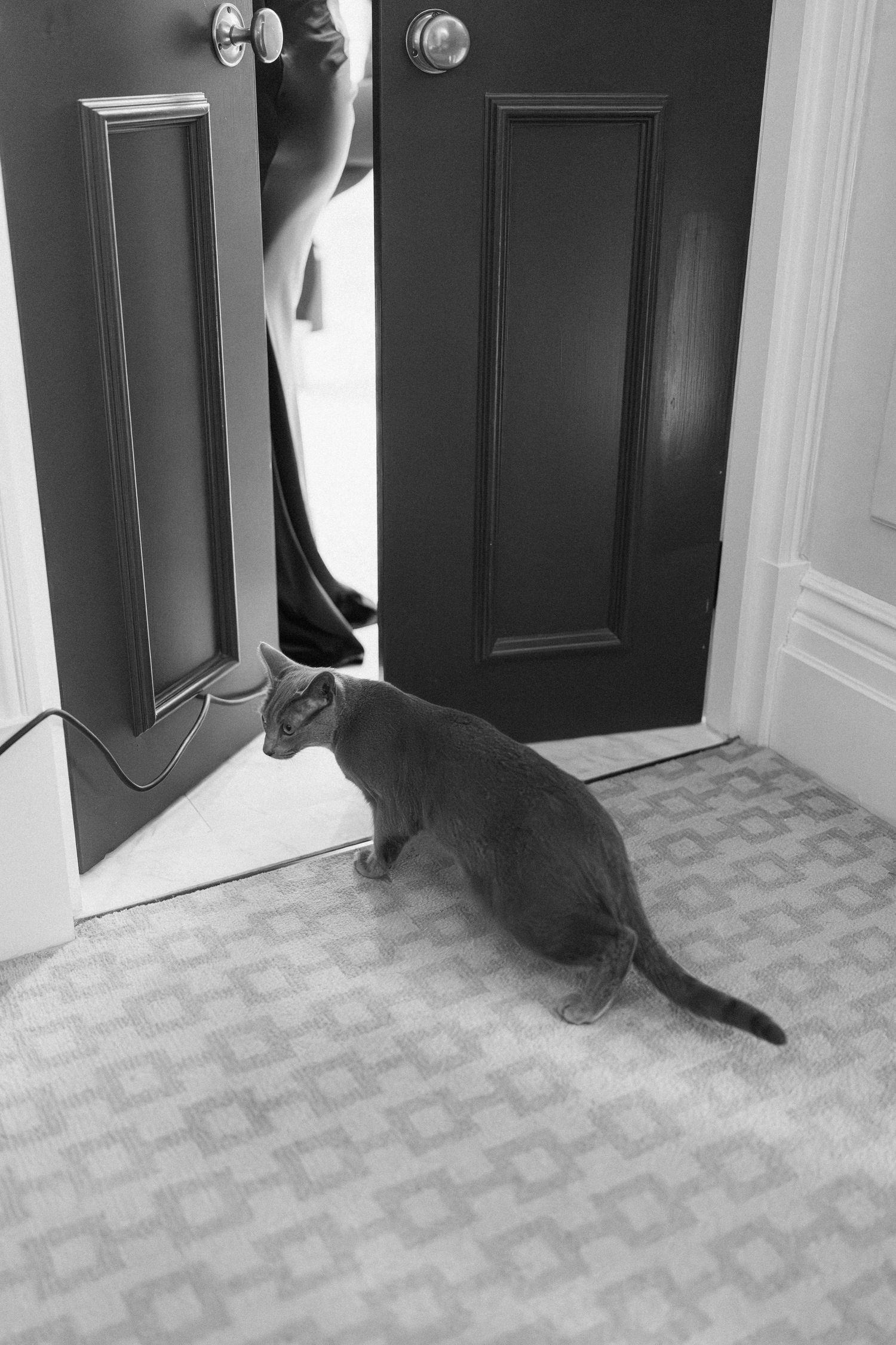 A gray cat sits on carpet by an open front door with a pet flap installed.