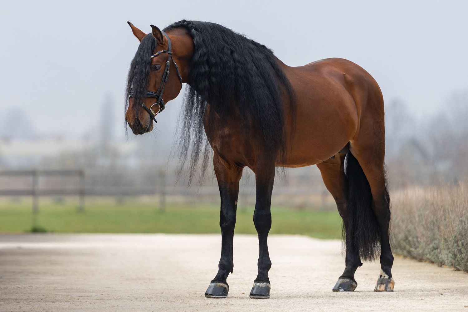 A majestic bay horse with a long black mane stands on a paved path in an outdoor equestrian setting.