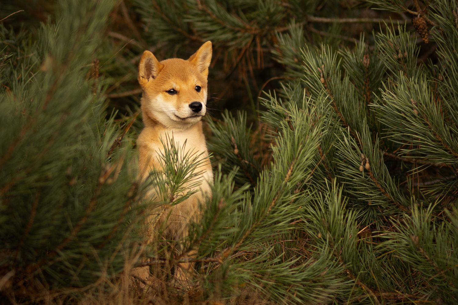 Een Shiba inu pup kijkt nieuwsgierig vanachter de takken van de dennenbomen naar alles wat er om haar heen gebeurd