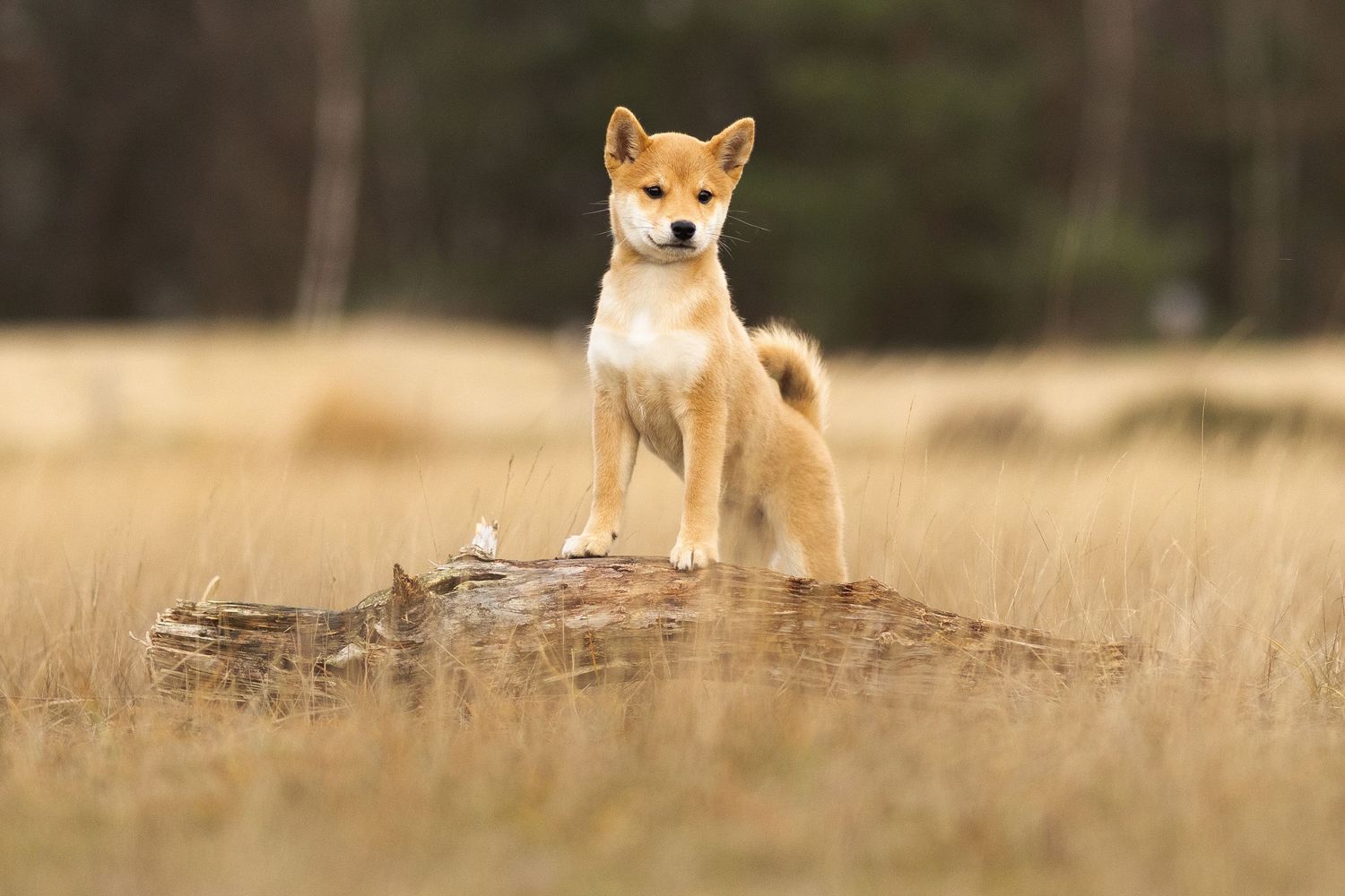 Een Shiba Inu pup staat met de voorpoten op een boomstronk Allert rond te kijken over de Loonse en Drunense duinen
