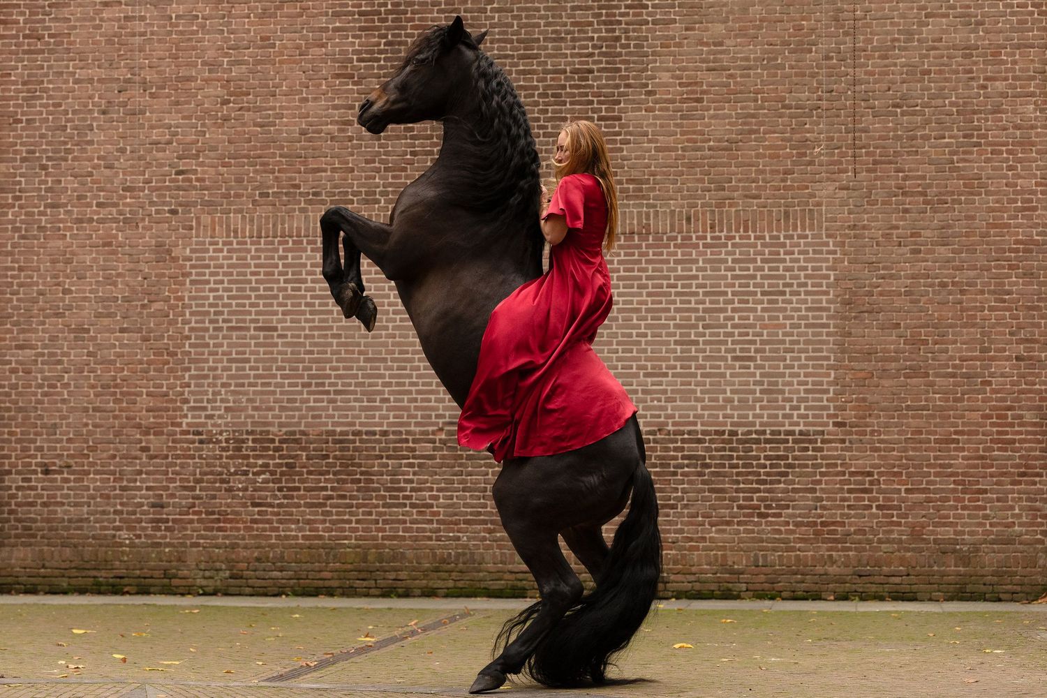Woman in red dress poses with rearing black Friesian horse against brick wall.