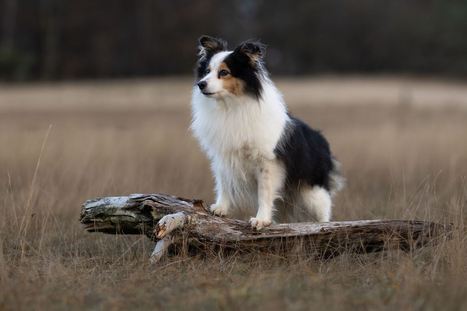 Shelty staat met de voorpoten op een boomstronk uit te kijken over de Loonse en Drunense duinen
